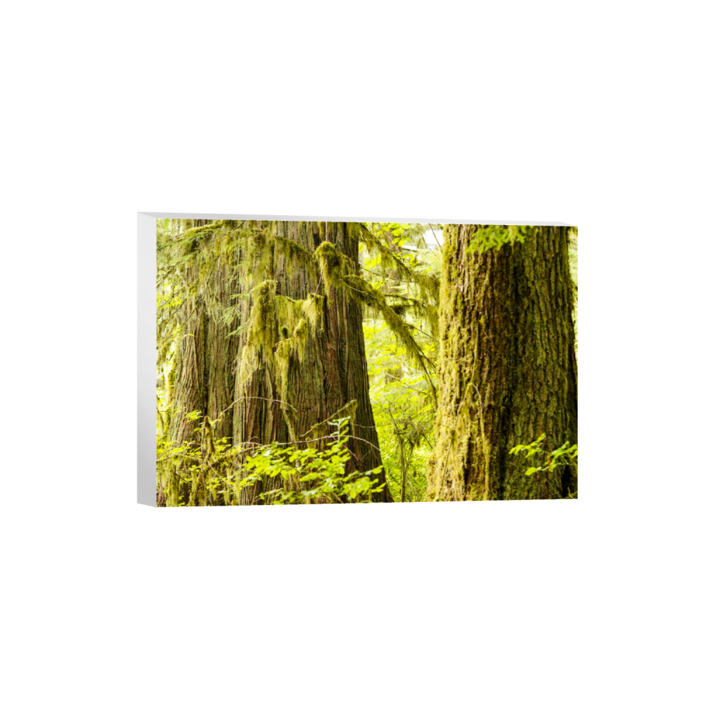 ptq_7_3_0_0_6000_4000_0_false_ffffff_0_0_.png