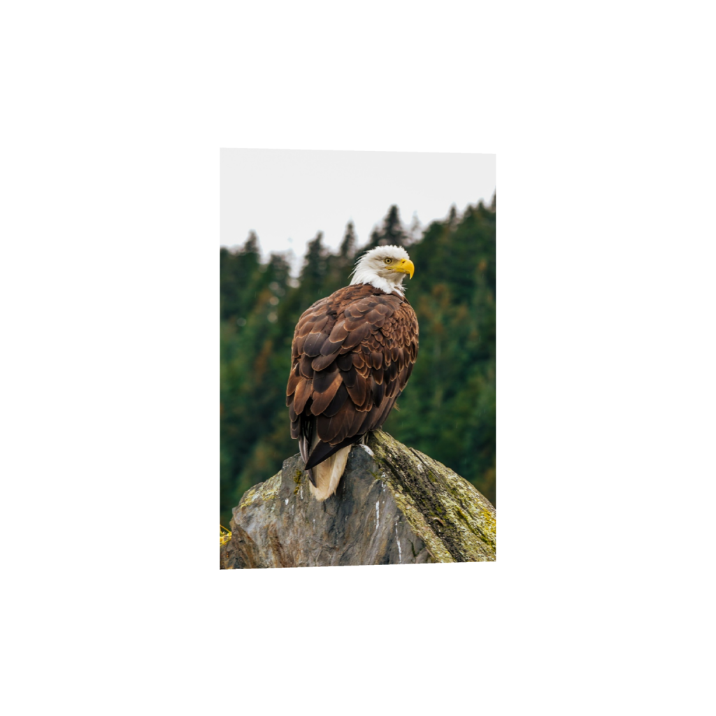ptq_1_3_0_0_1456_2185_0_false_ffffff_0_0_.png