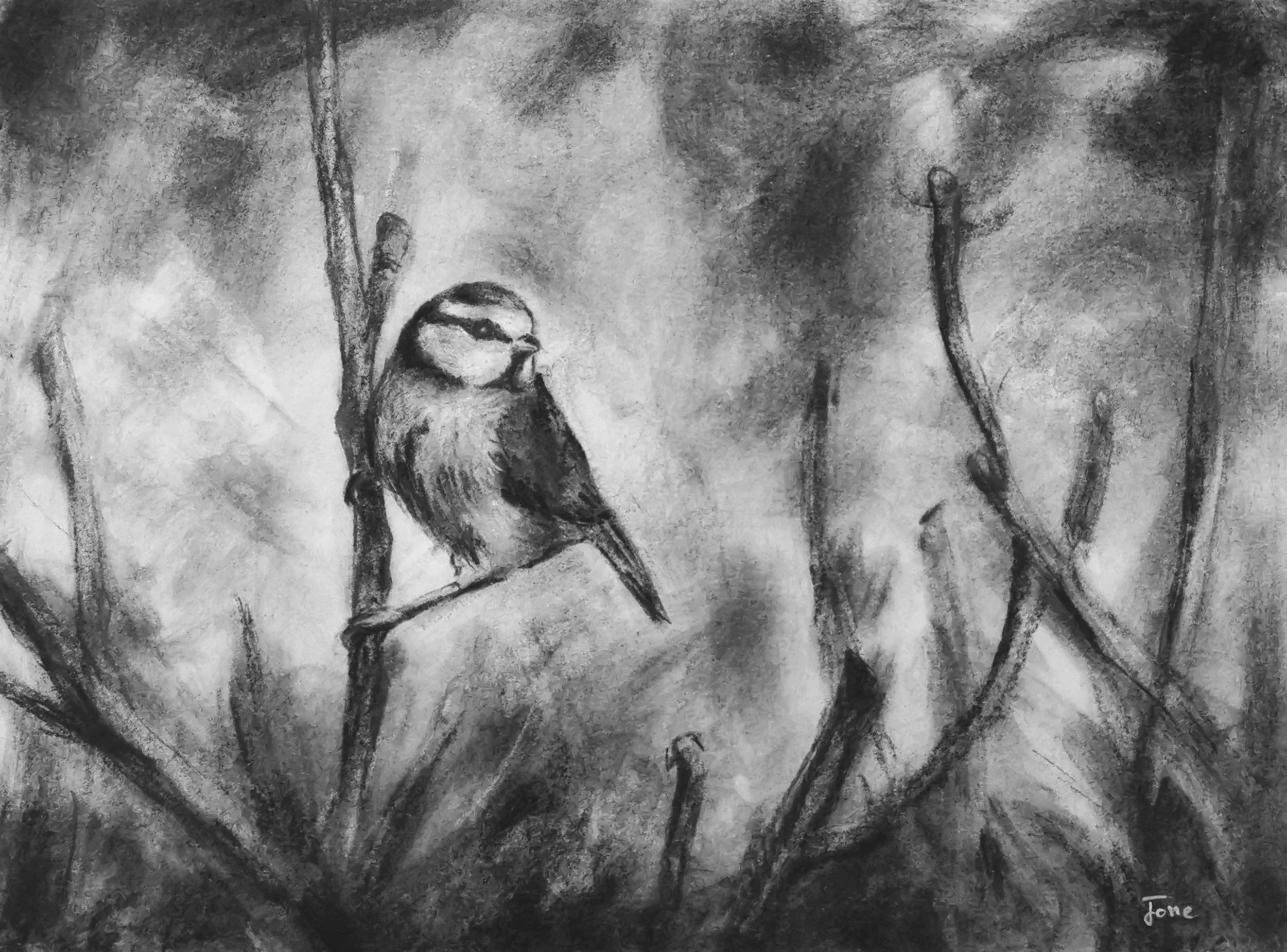 mésange bleu - fusain sur papier - oeuvre original - décors sur mesure - artiste Loiseau jone