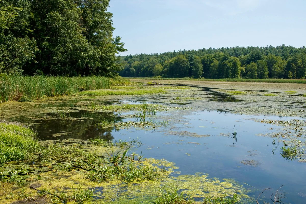 Marshland with large forest in the background