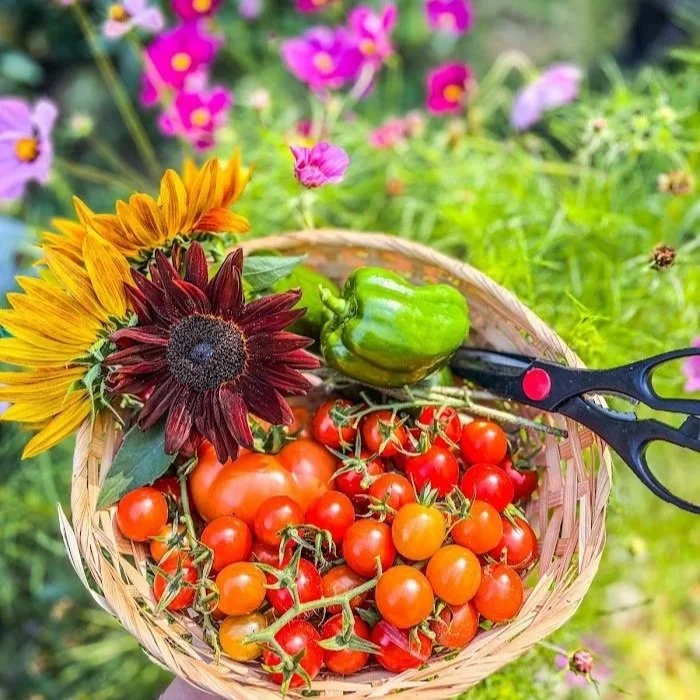 Growing a Garden &amp; Healing My Soul