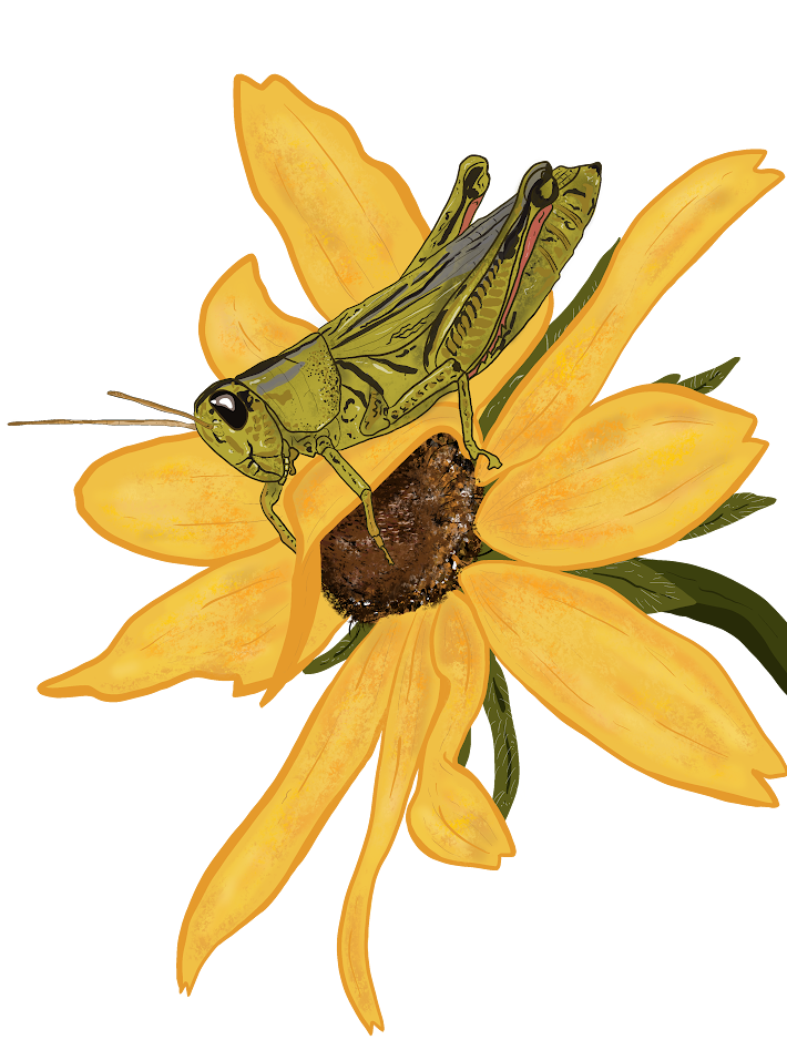 grasshopper.png