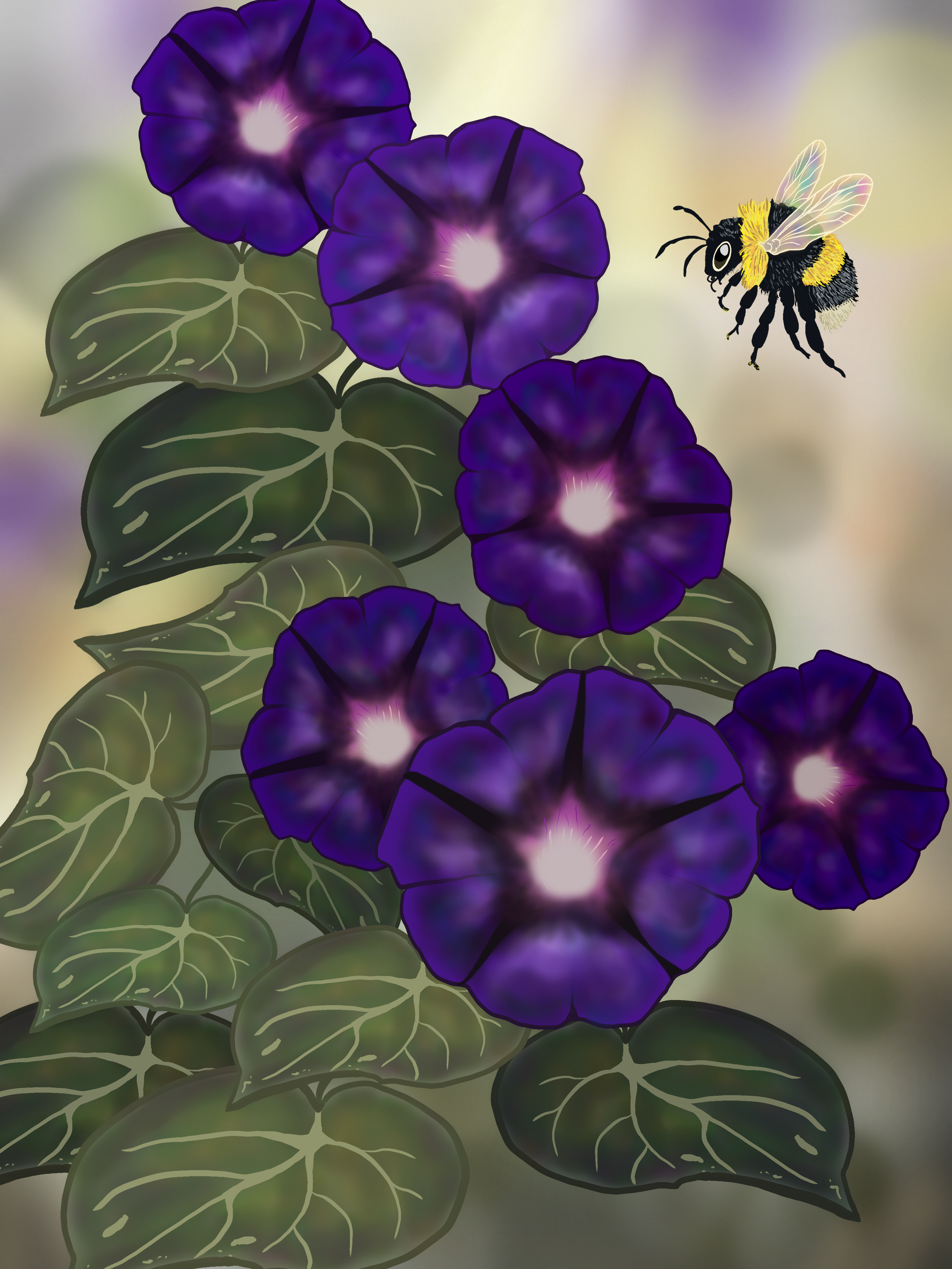 Morning Glory art print.PNG