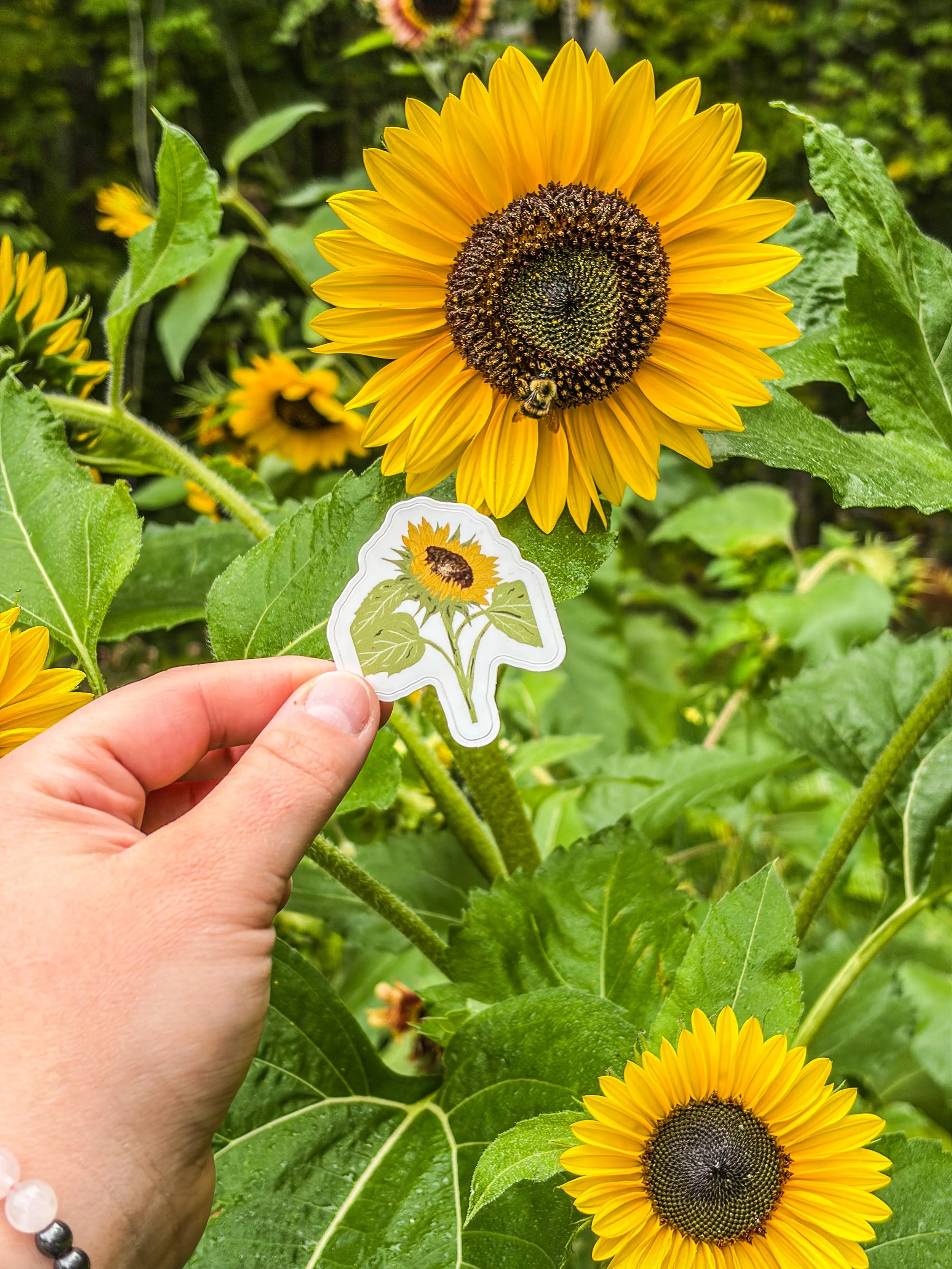 Sunflower Dreams Sticker