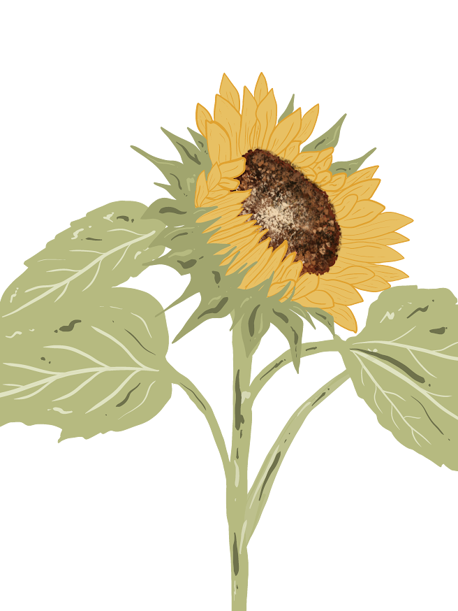 Sunflower sticker.png