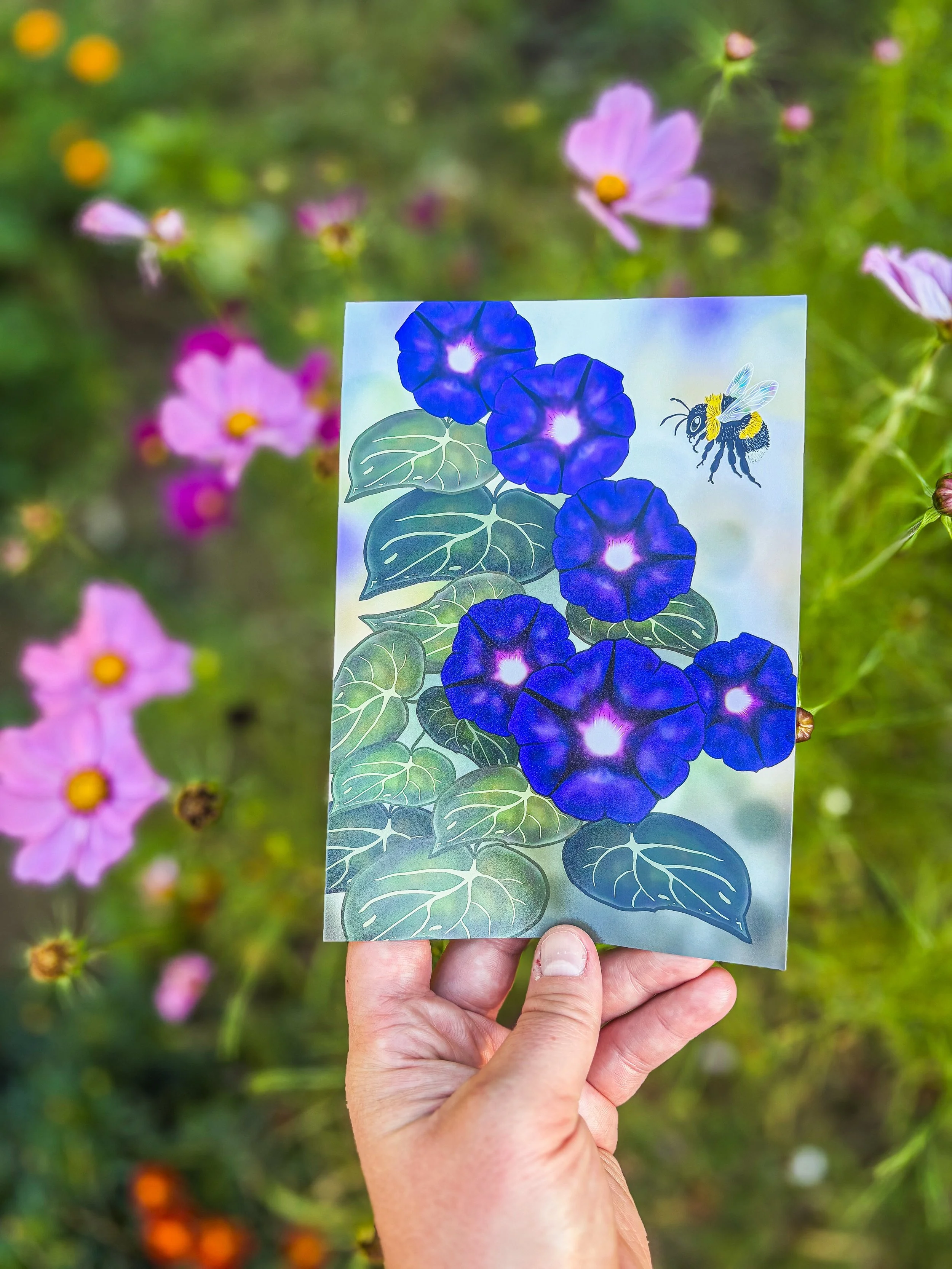 Morning Glory Art Print - 5x7