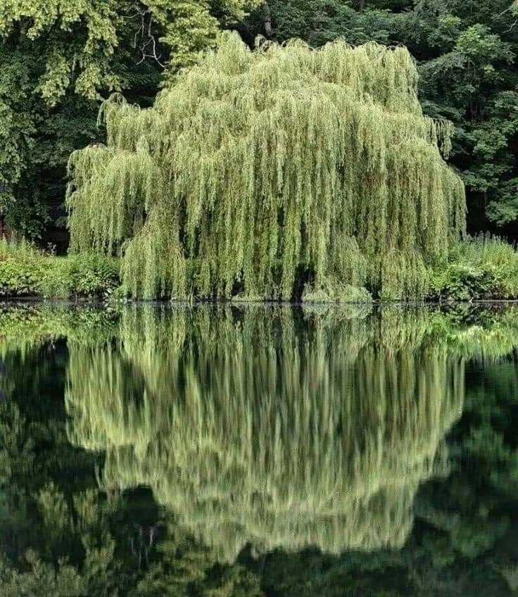 What is it like to receive acupuncture?