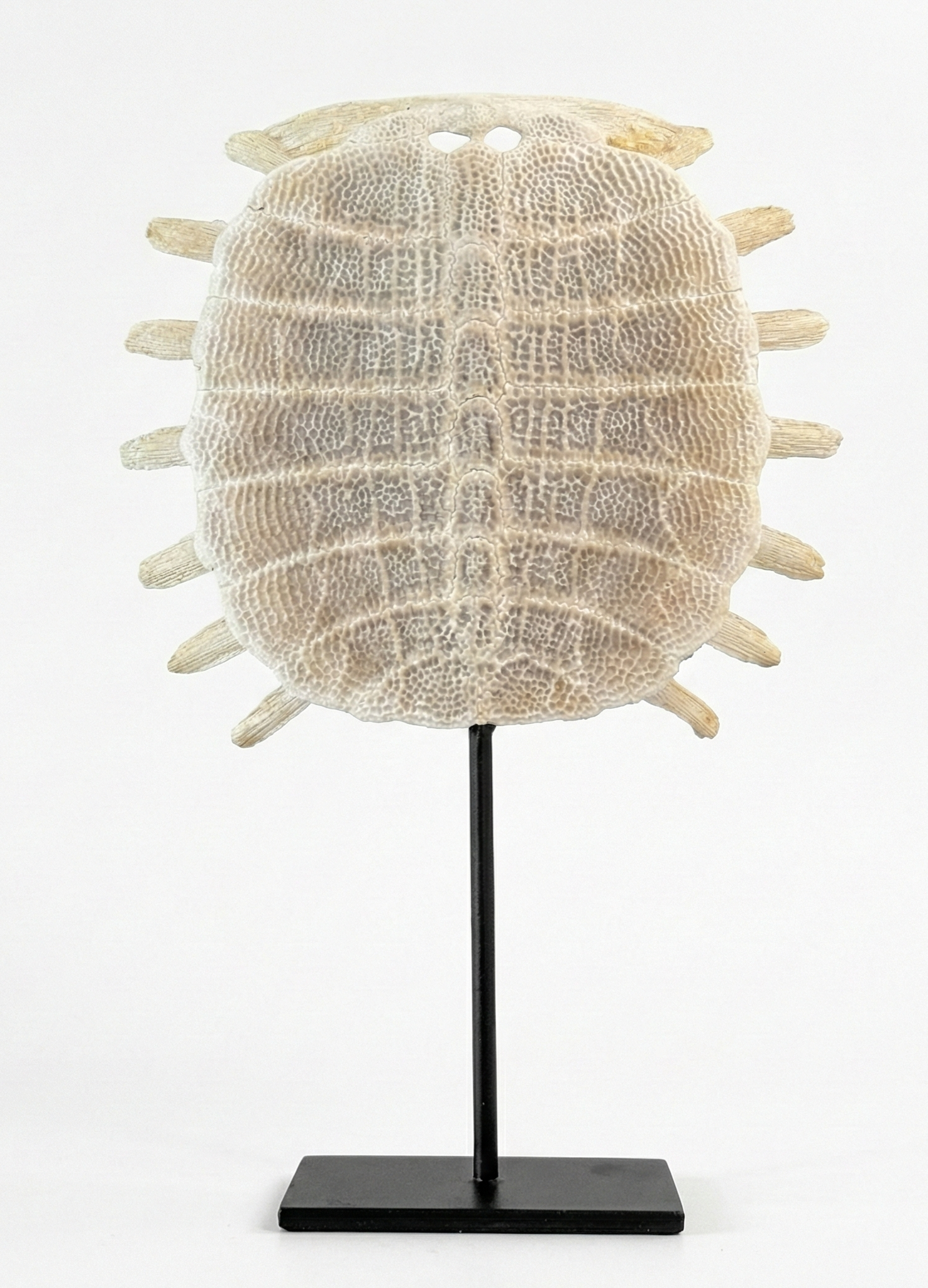 Guscio osseo naturale di tartaruga softshell di Sumatra su base in metallo nero. Oggetto decorativo per interni in stile Wunderkammer.