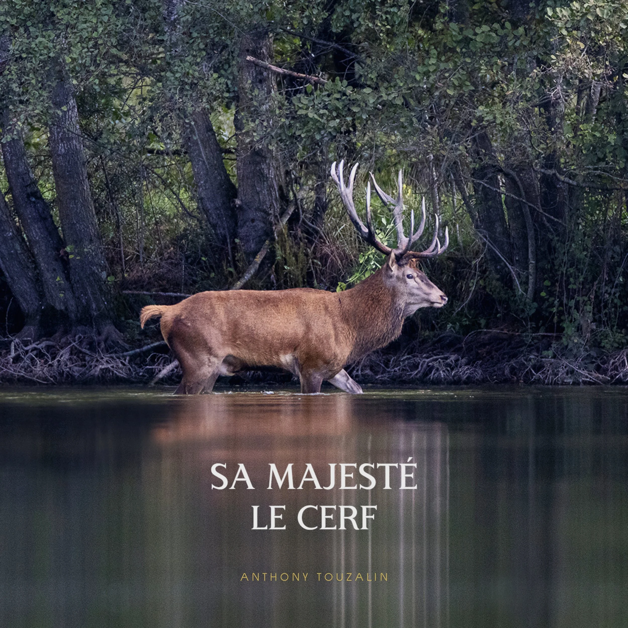 Sa Majesté le Cerf.JPG