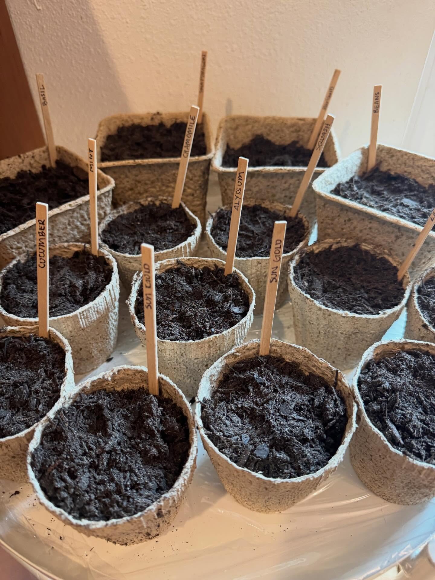 Home is for growing baby seeds. 🌱 Our first year attempting growing our summer veggie garden from seeds. 🤞 Hopefully these little seeds with flourish and grow. ❤️ 

#seedstarting #home #shorelinewa