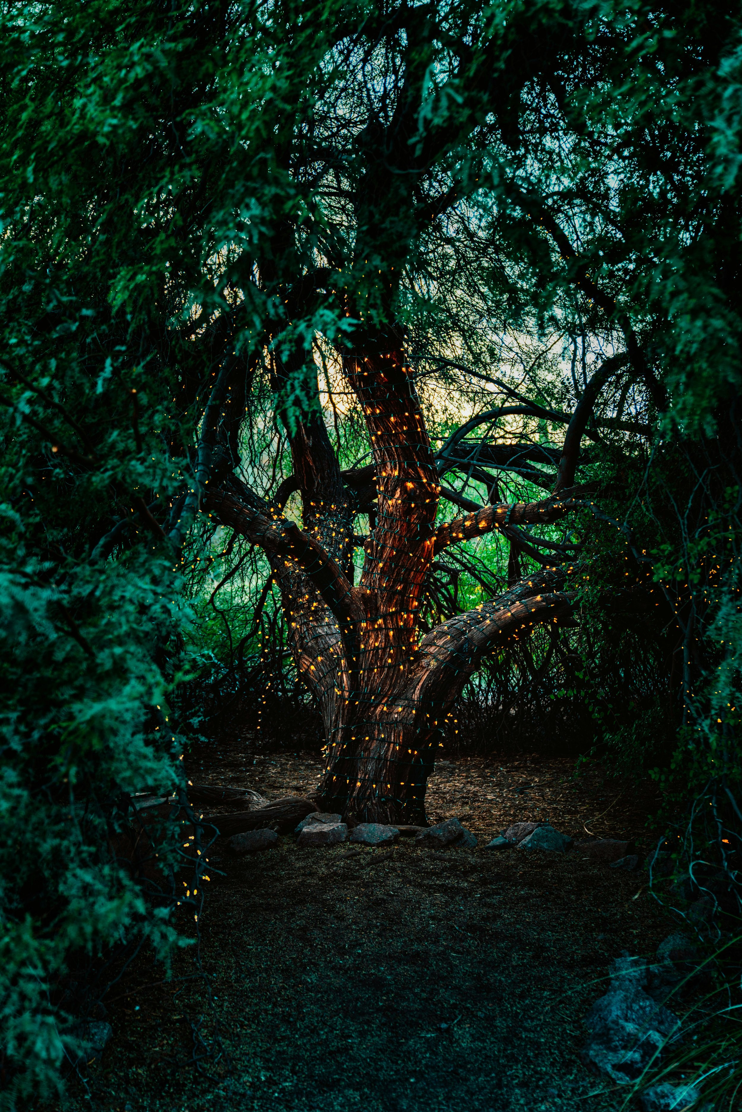 Tree_Products_Basic_EW01.jpg