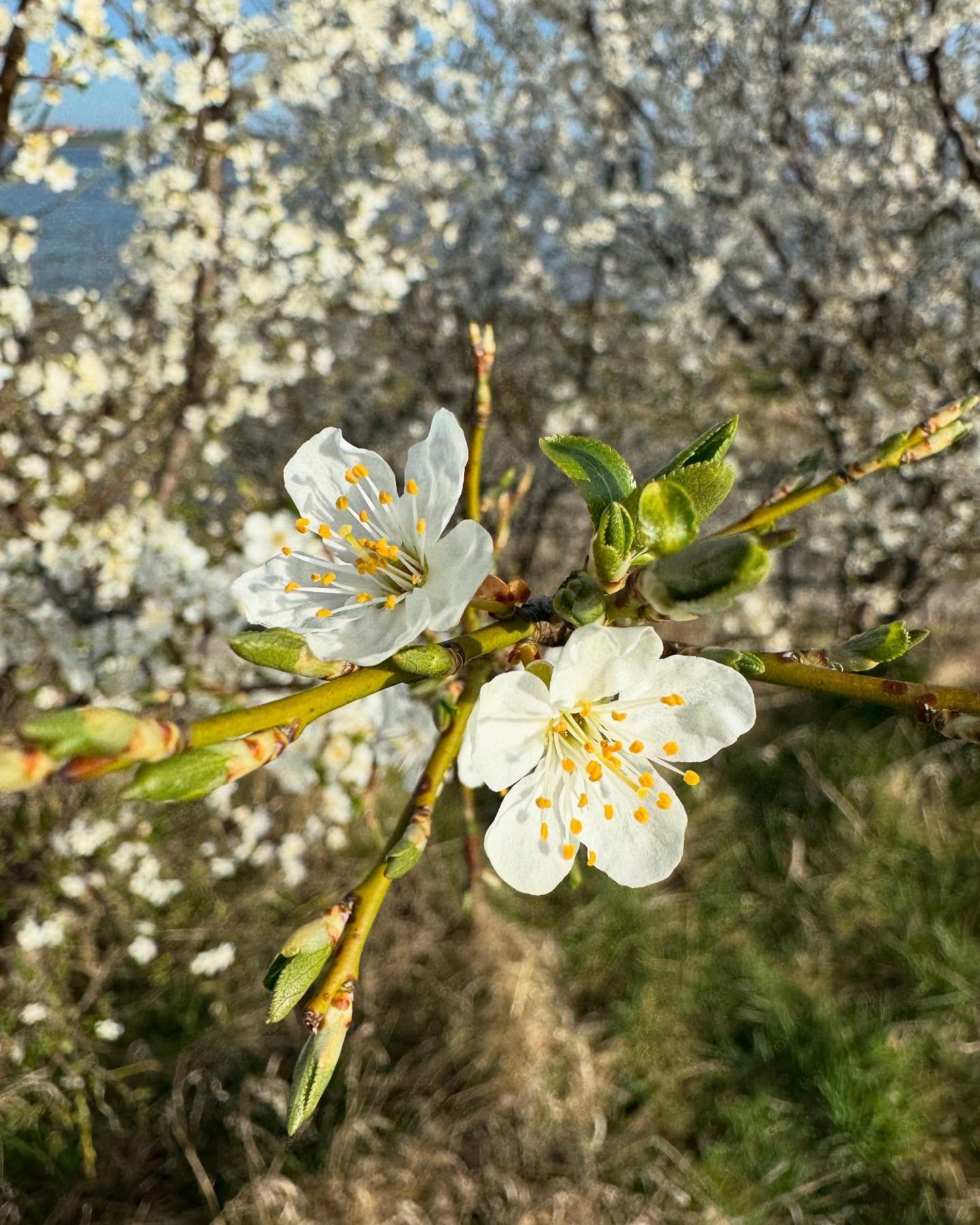 Alt blomstrer langs Skjoldungestien for tiden, og mange starter g&aring;turen med en god kaffe, en is eller en friskbagt cookie / brookie hos @roskildeismejerihavn - vi har &aring;bent alle dage fra 10-21, kig forbi🍪🍦☕️
#skjoldungestien #roskildeha