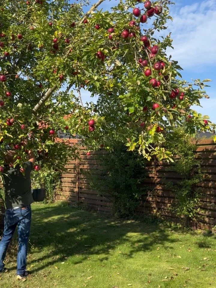 🍁🍎 &AElig;blekage-is!
Det er september og Jesper har rystet vores &aelig;bletr&aelig;. Naja har efterf&oslash;lgende lavet den mest l&aelig;kre efter&aring;rs-is: 
&AElig;blekage-is🍎🍦🍁
Den er vegansk, og smager himmelsk sammen med frisk fl&oslas