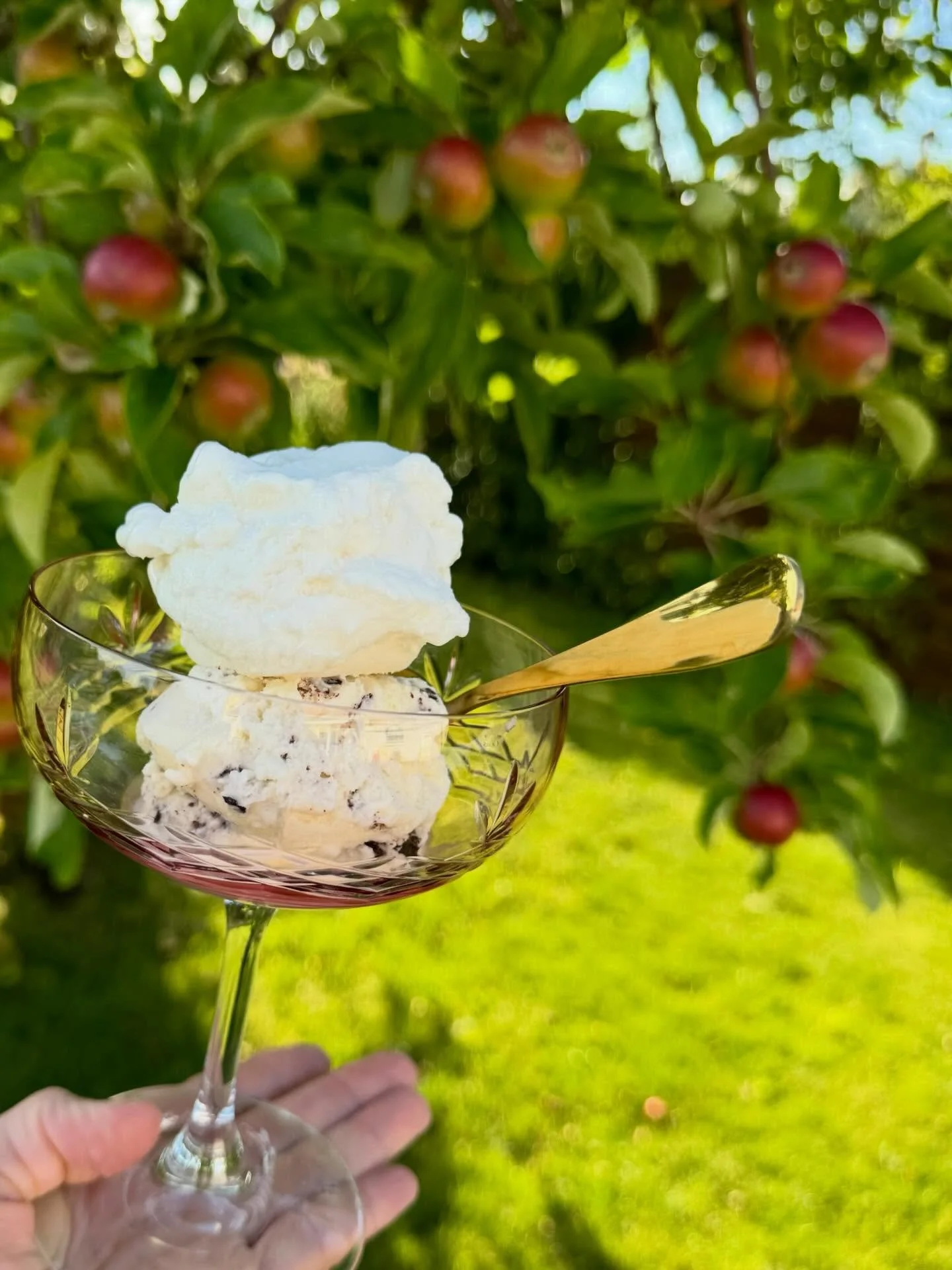 Dessert-inspiration til &aring;rets sidste m&aring;ltid: anret dine 2 favorit-is fra Roskilde Ismejeri i dine flotteste champagneglas! Simpelt. 
Fx champagnesorbet og stracciatella✨🍾🥂🍦💫🌟
Kig forbi i morgen eller onsdag og hent din is. Bestilling