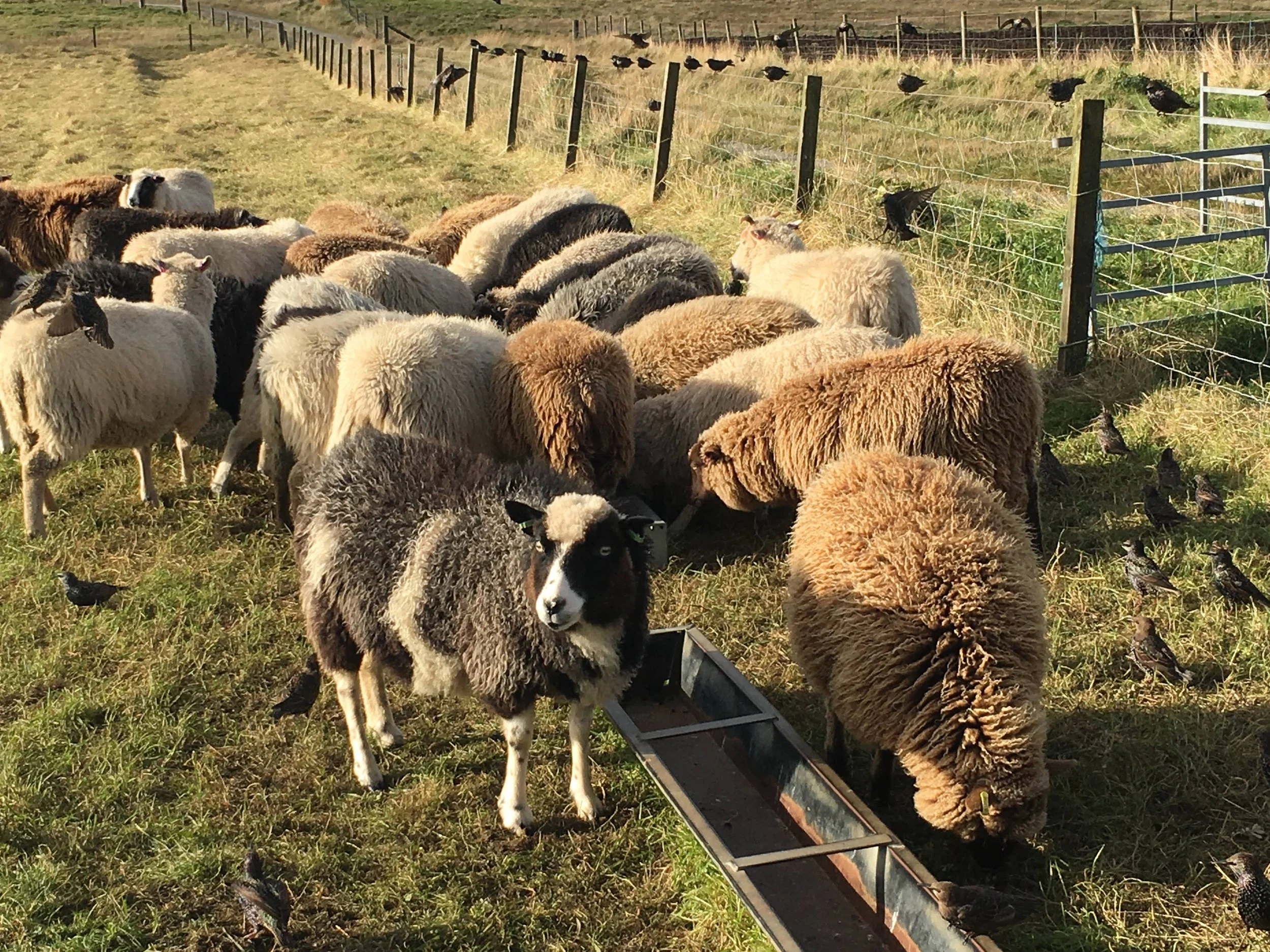 Flock of sheep grazing beside a metal feeding trough in a grassy fenced field, with birds nearby.