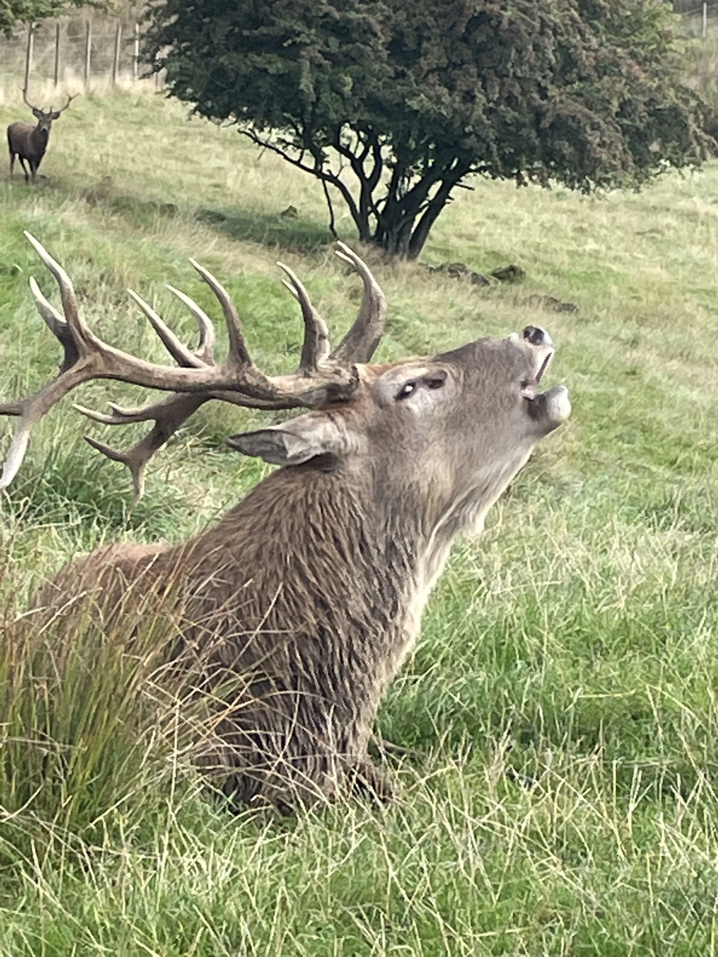 A large deer with antlers sitting on grassy field, a smaller deer in the background, trees in the distance.