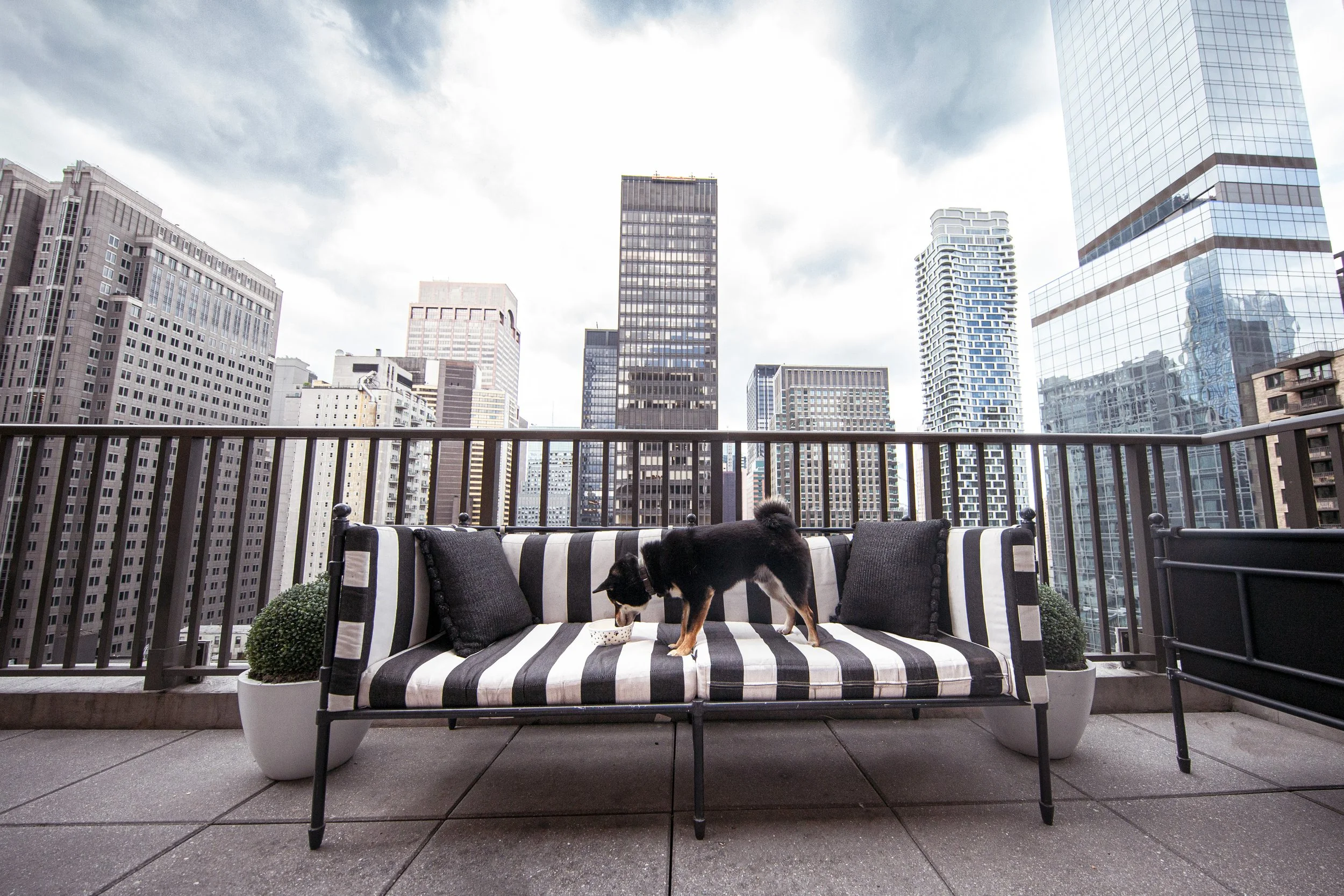 Why Pet-Friendly Hotels Are No Longer Just a “Nice to Have”
