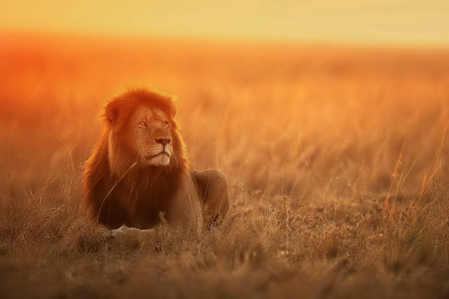 Leo Season: Step Into the Light