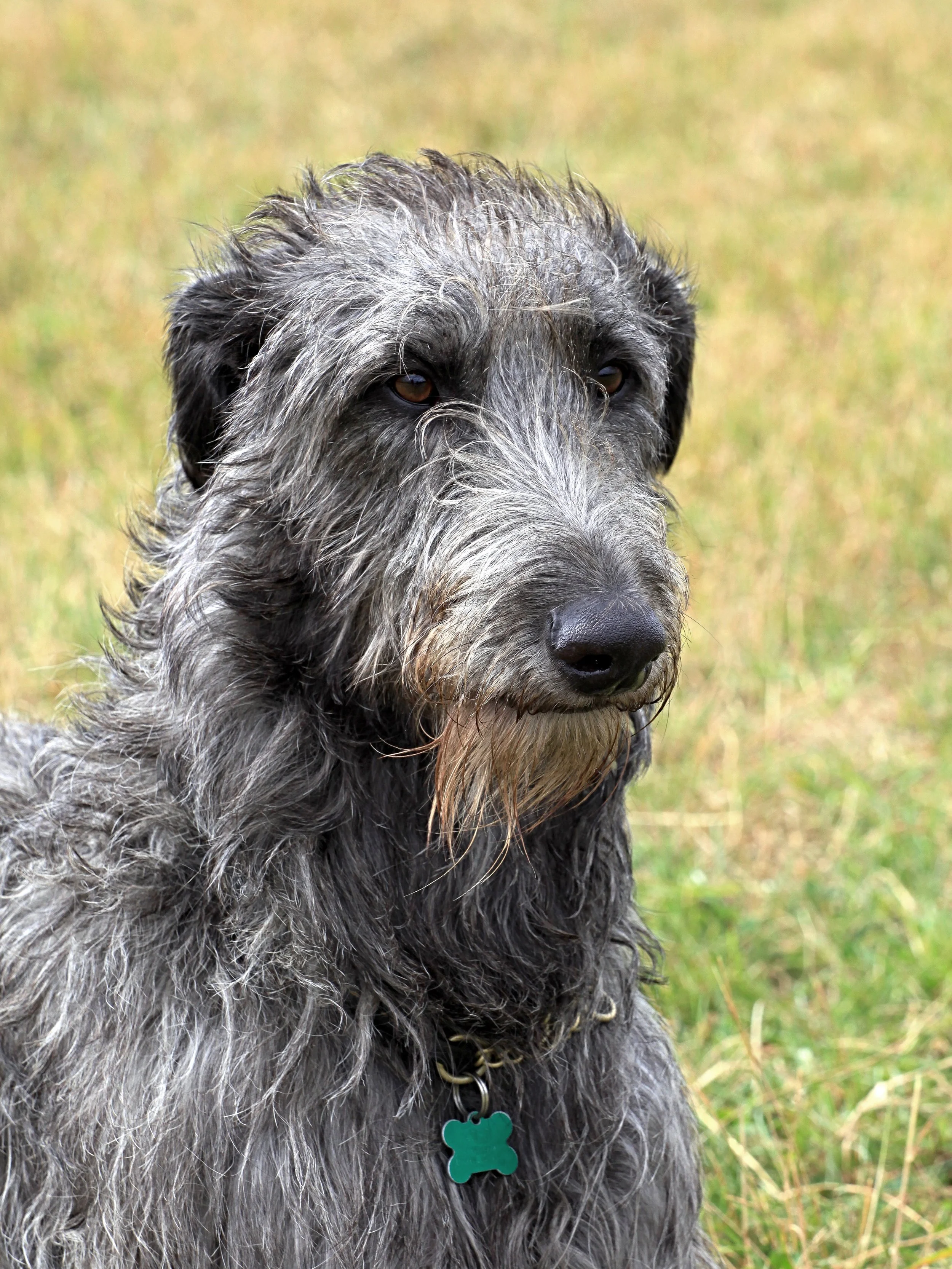 Roy Rose. A gray dog with textured fur and soft brown eyes with grass in the background.