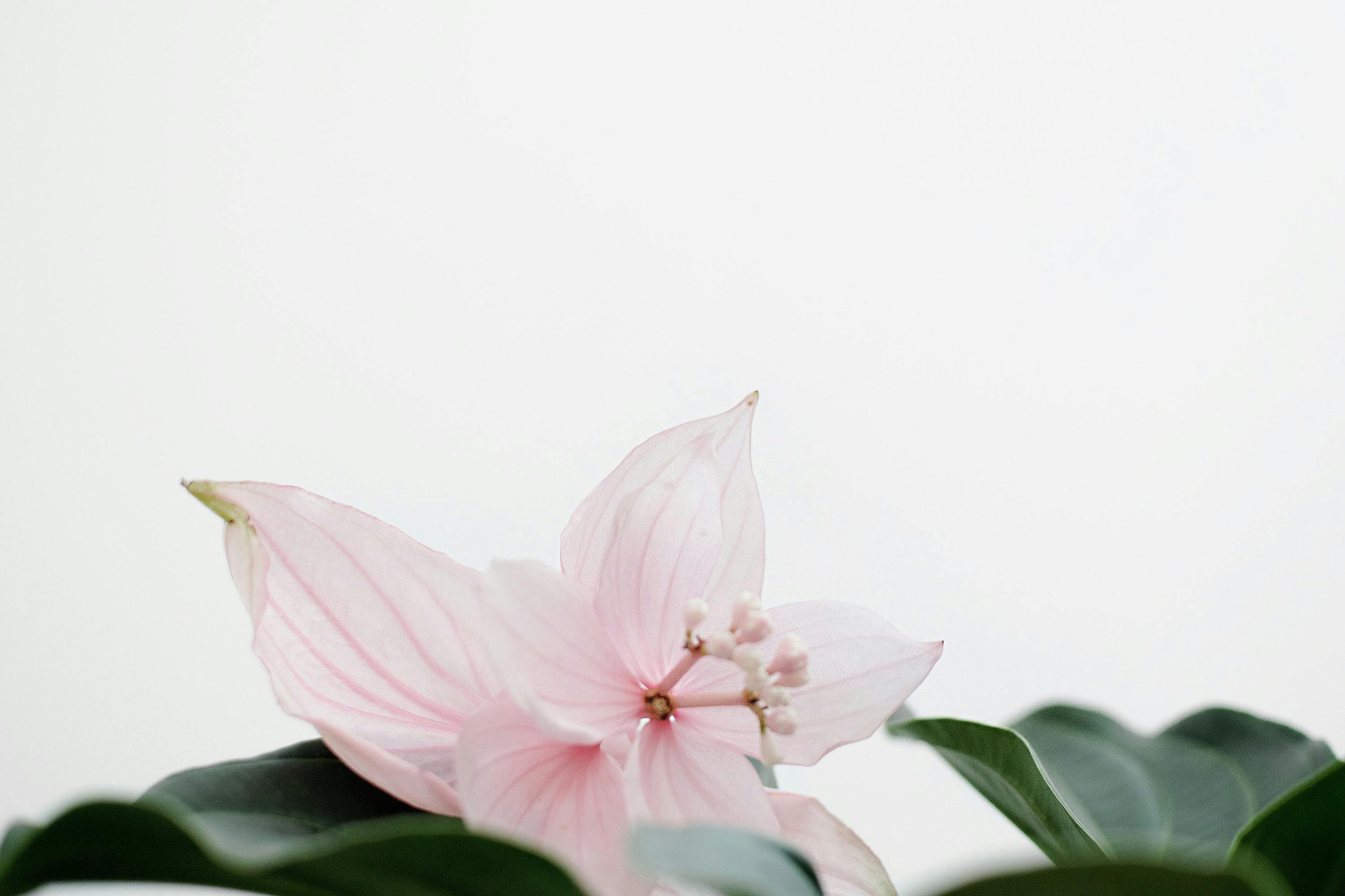 A soft pink flower with delicate petals and small white buds, surrounded by dark green leaves against a pale background.