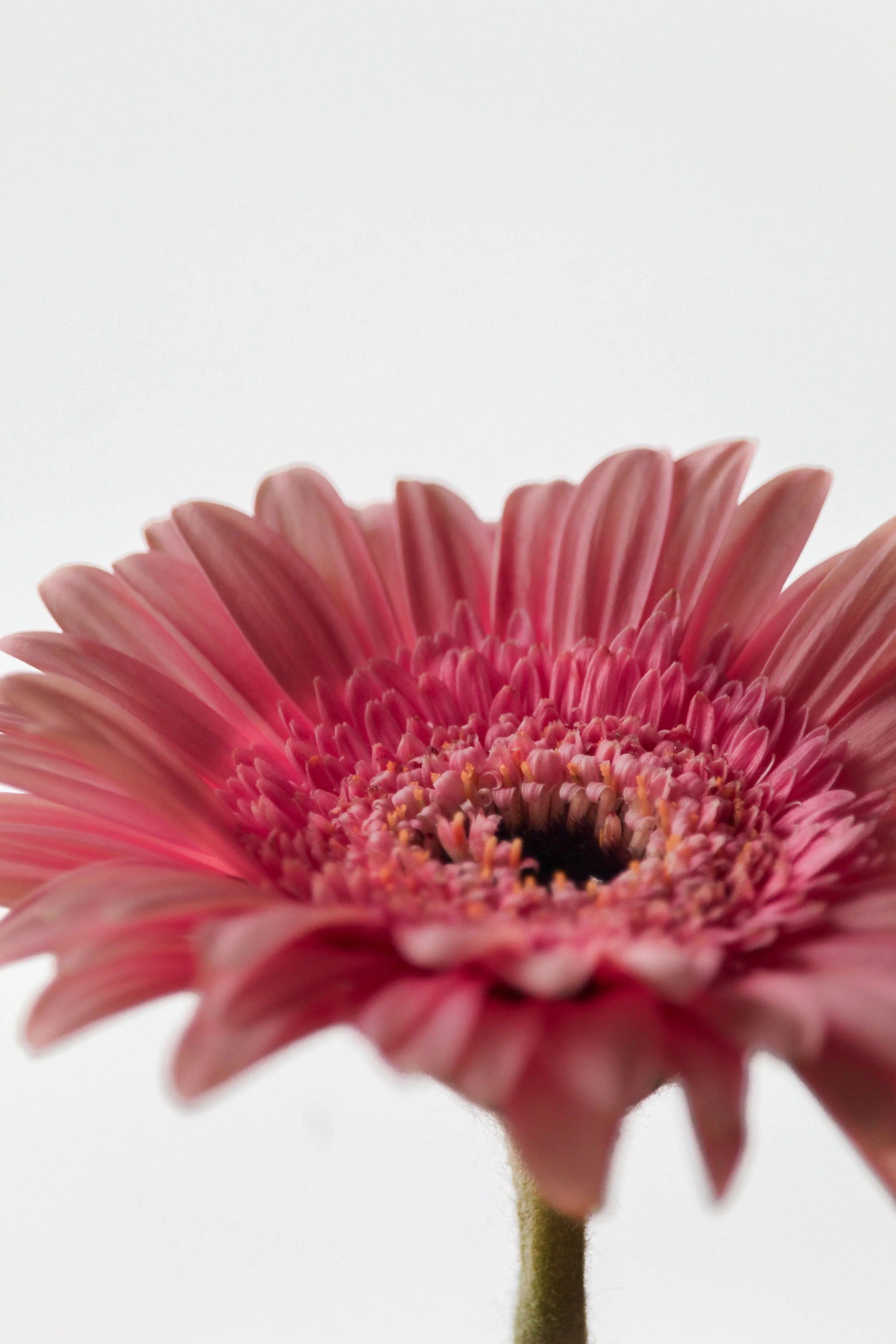 Close-up of a pink Gerbera daisy flower showing its petals and center against a white background.