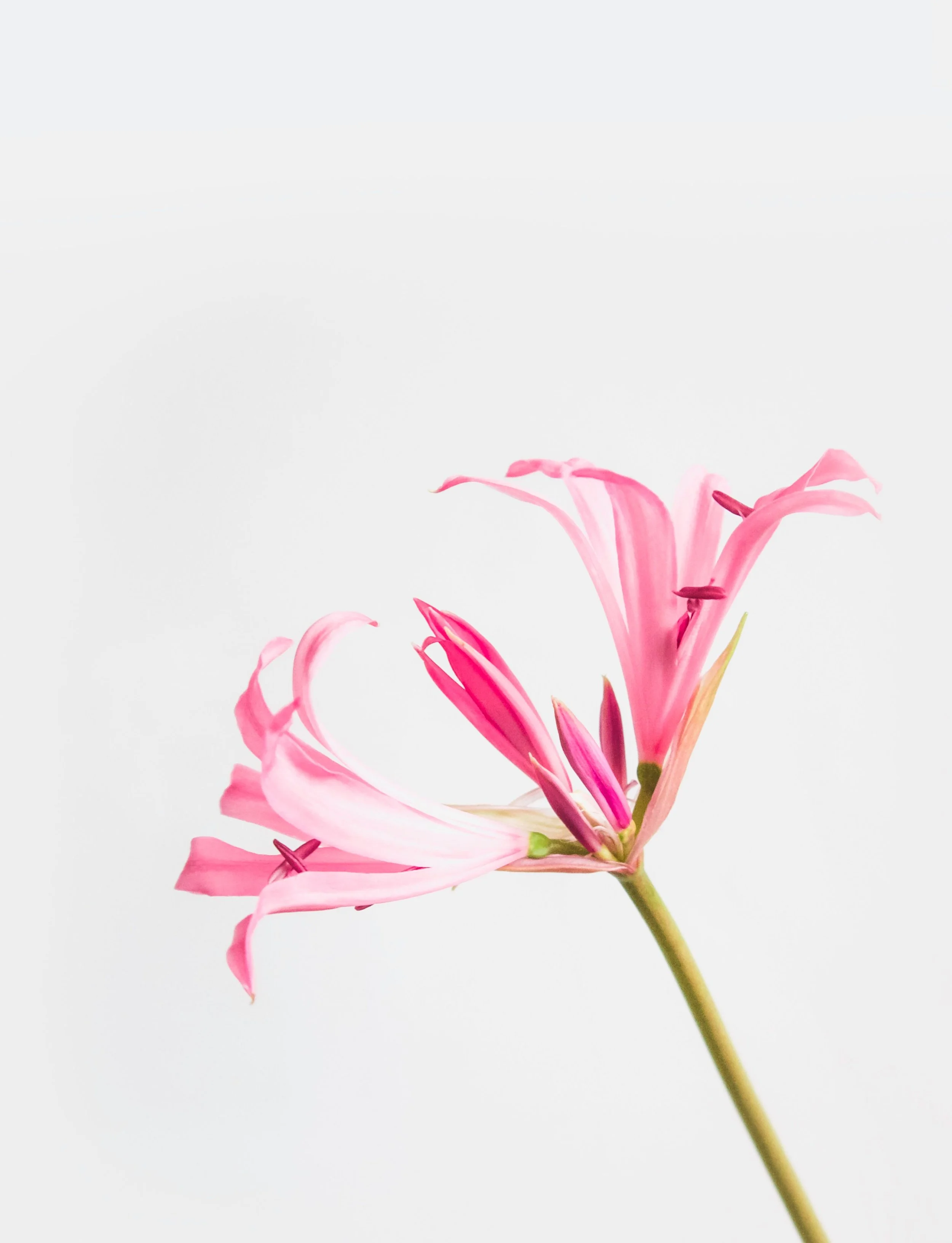 Pink lilies with elongated petals and dark stamens against a white background.