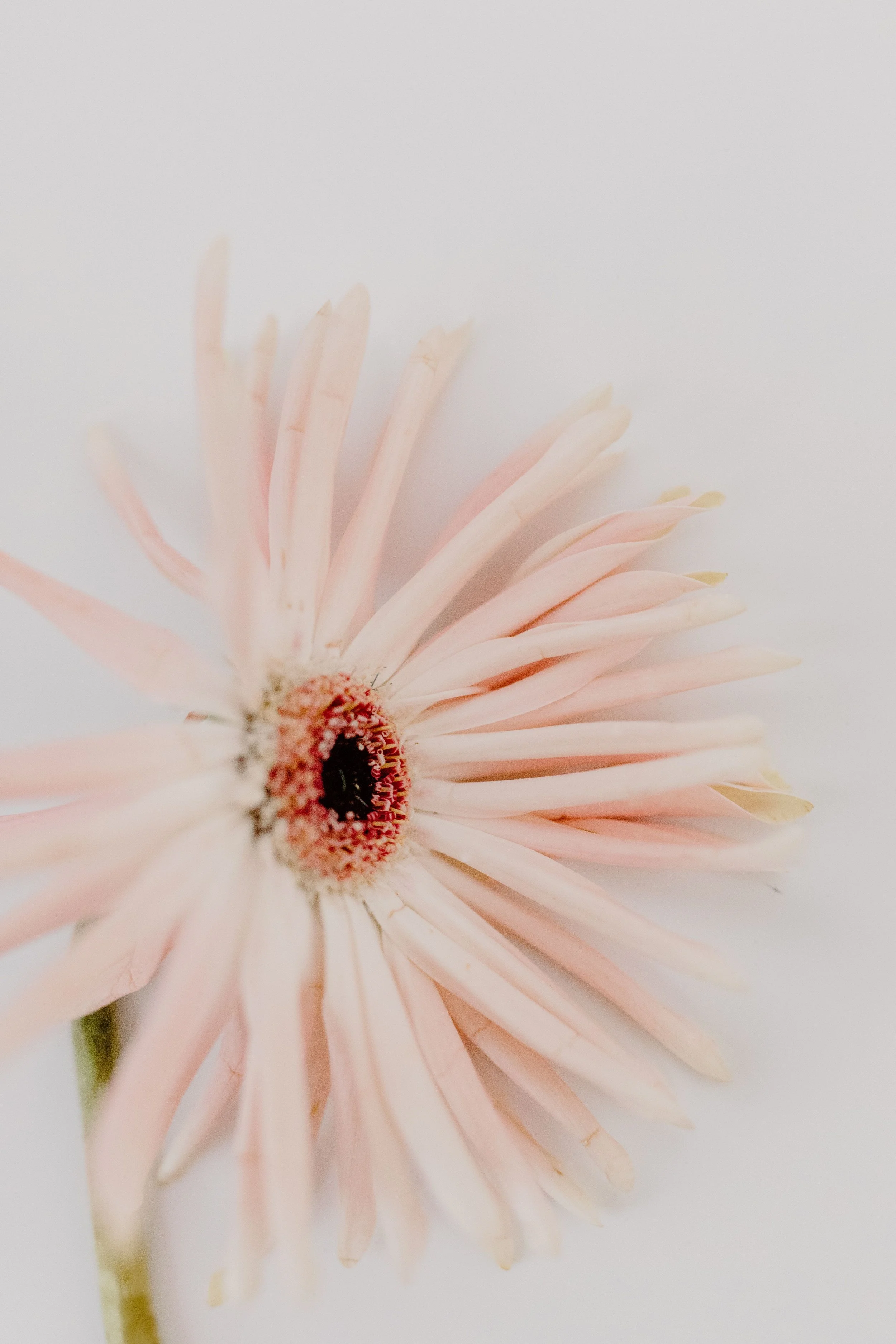 Close-up of a pale pink and white Gerbera daisy flower with a dark center, against a plain light background.
