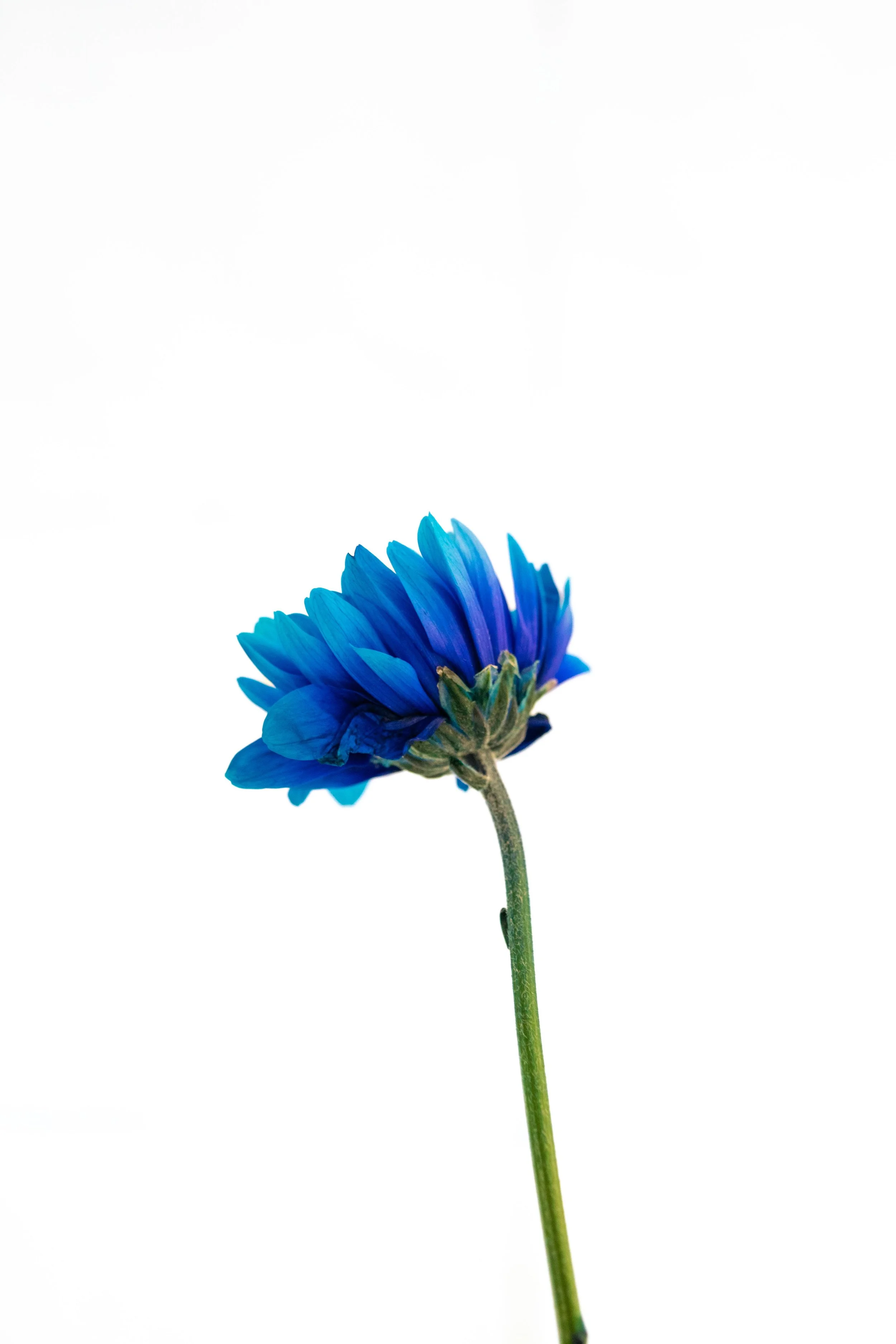 Close-up of a blue daisy flower with vibrant petals and a green stem on a white background.