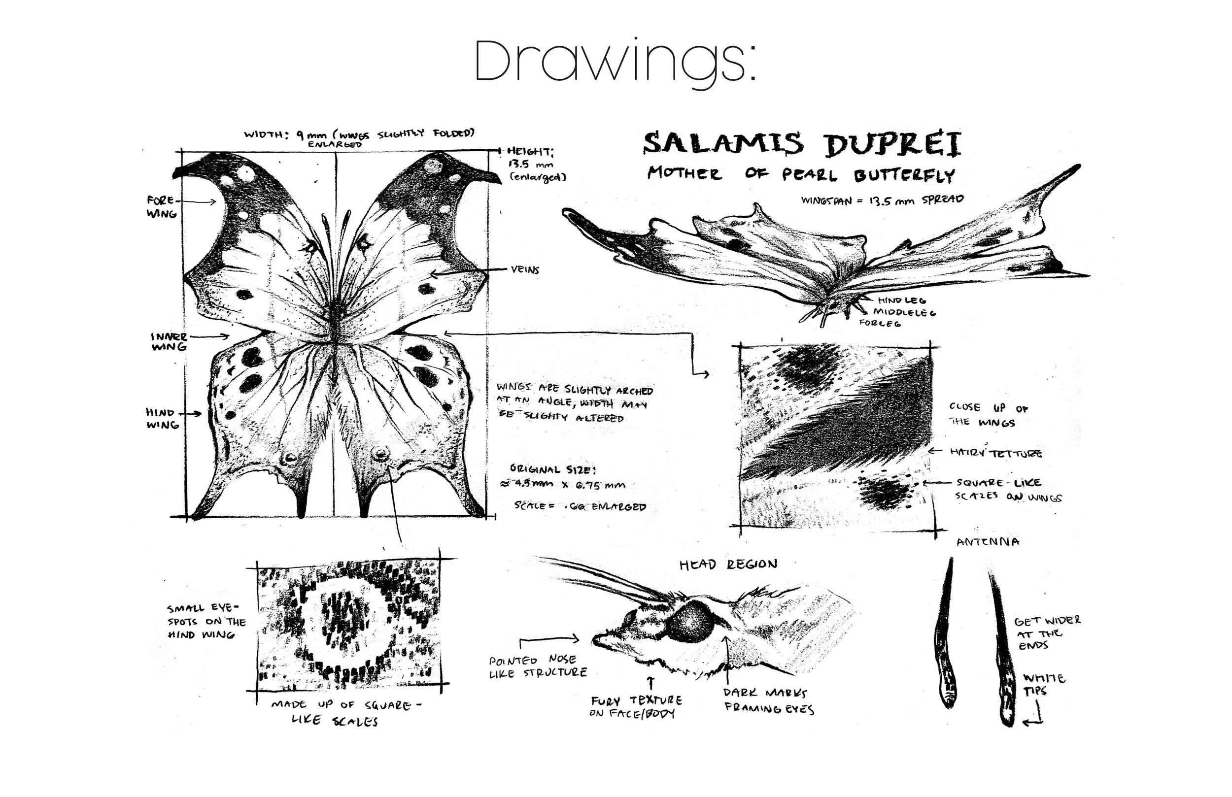 Hillarie_Mattox_Research_Layout_Sketches2.jpg