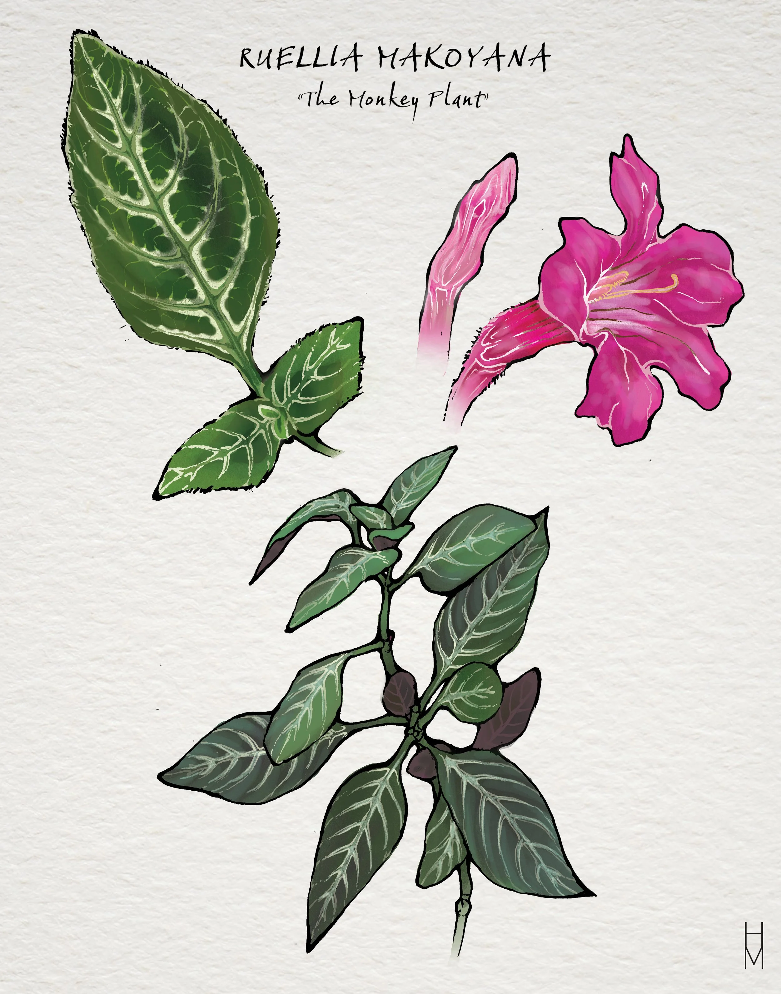 Monkey_Plant.jpg