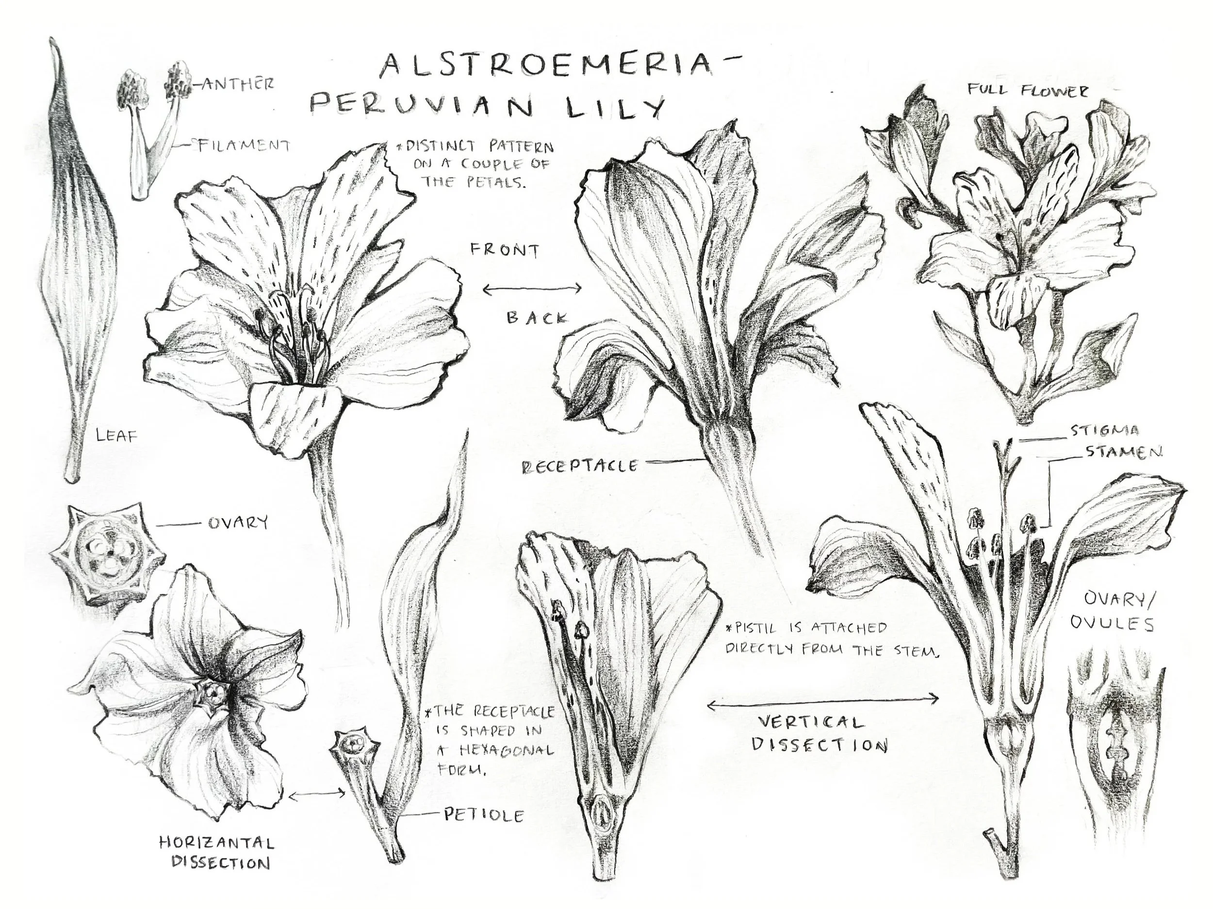 Hillarie_Mattox_Flower_Dissection.jpg