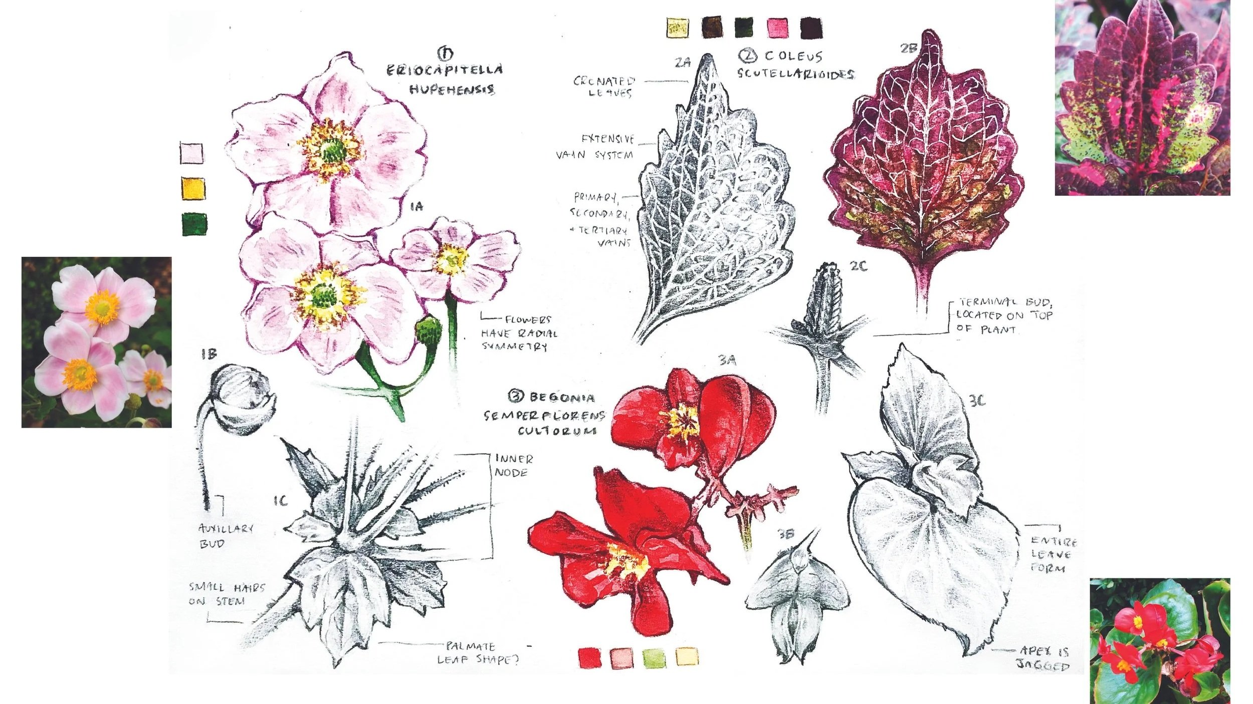 Hillarie_Mattox_Sketches%26Color_Notes.jpg