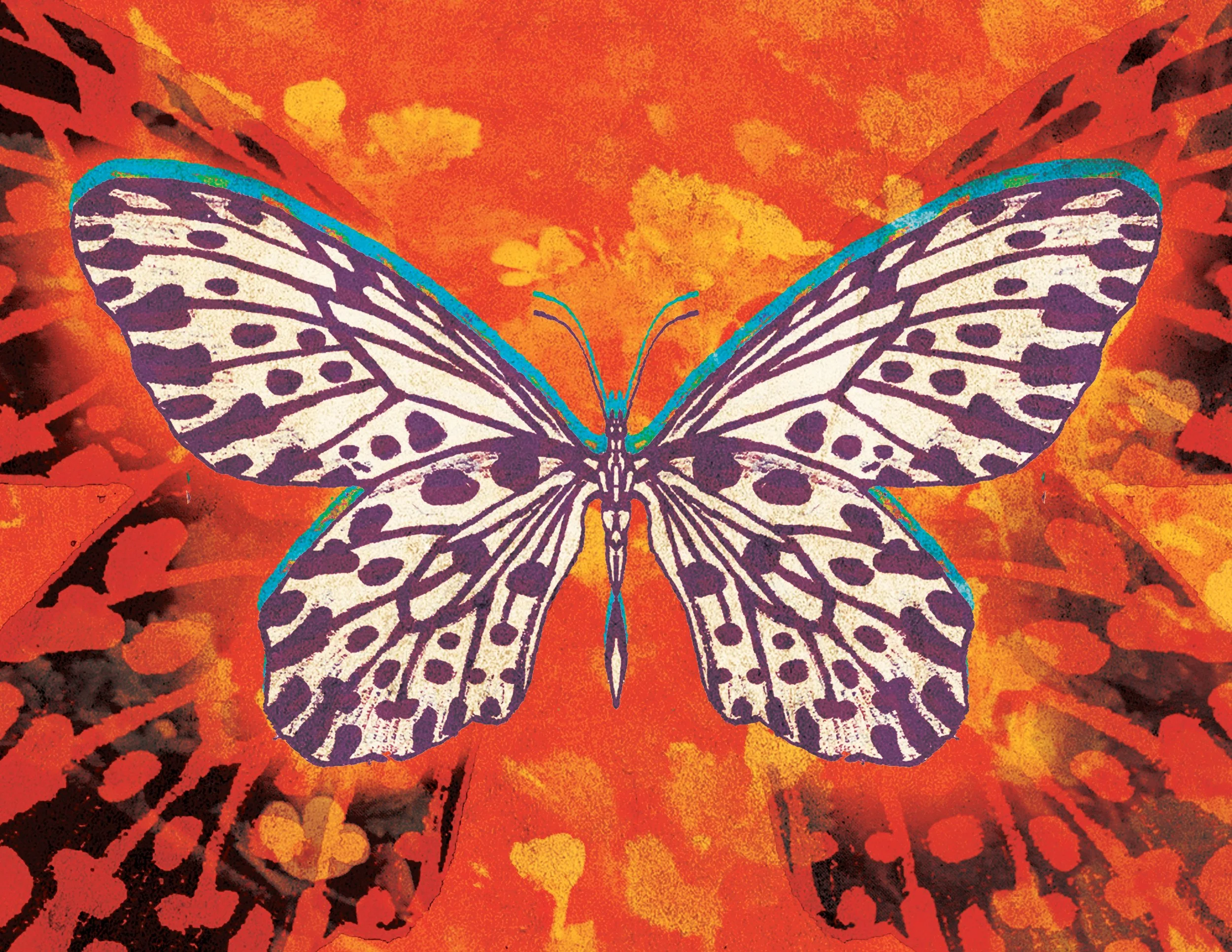 butterfly2.jpg