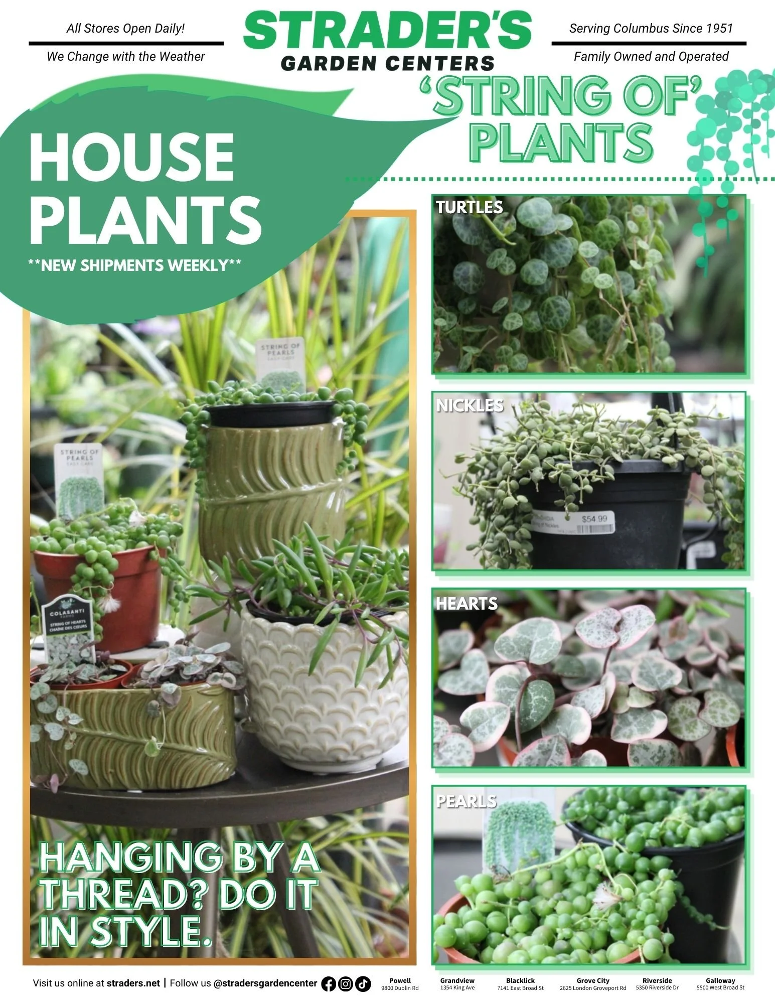 Houseplants.jpg