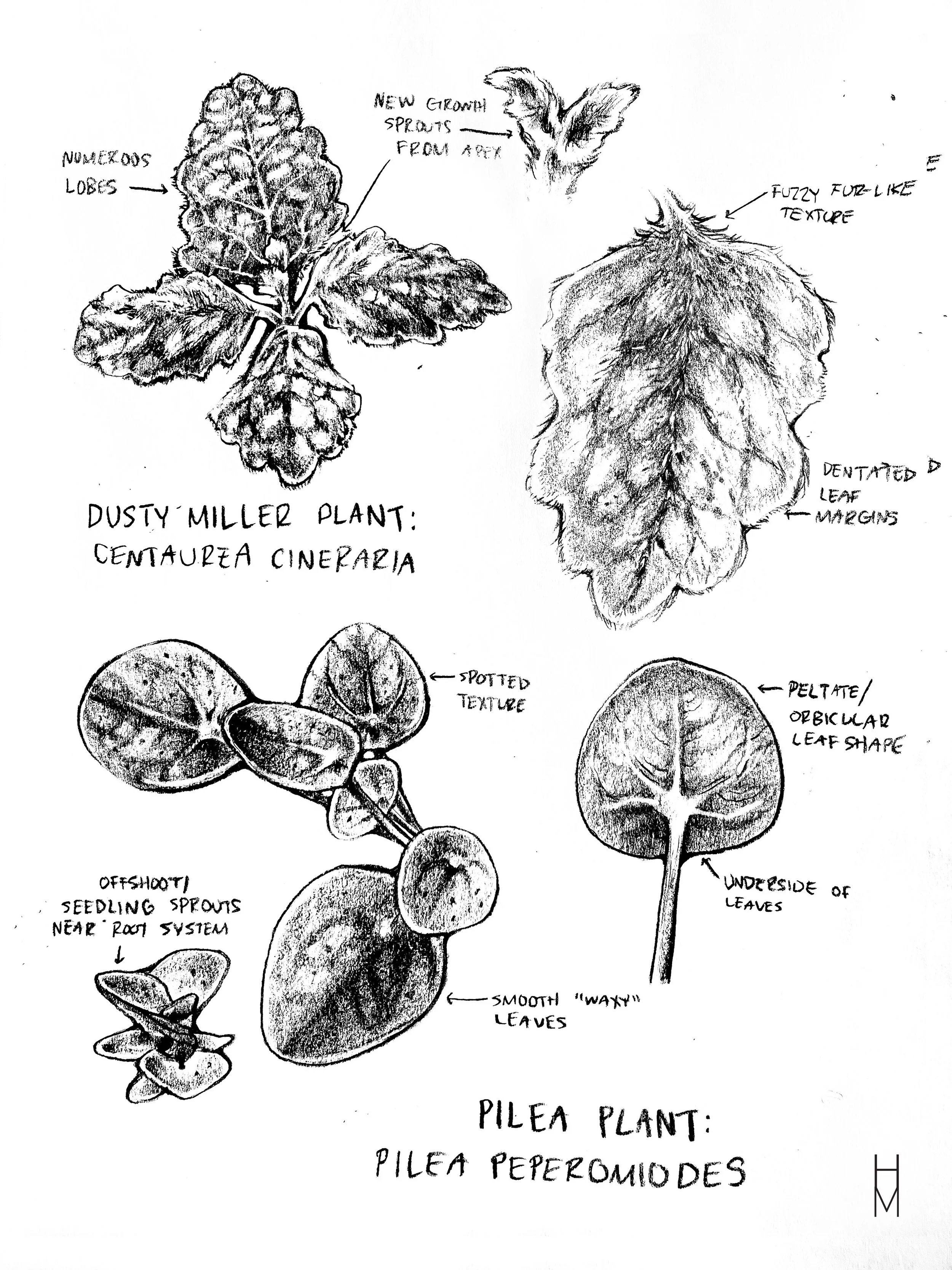 Study 1.jpg