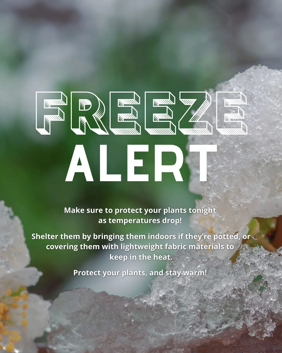 PSA- Frost Alert!.jpg