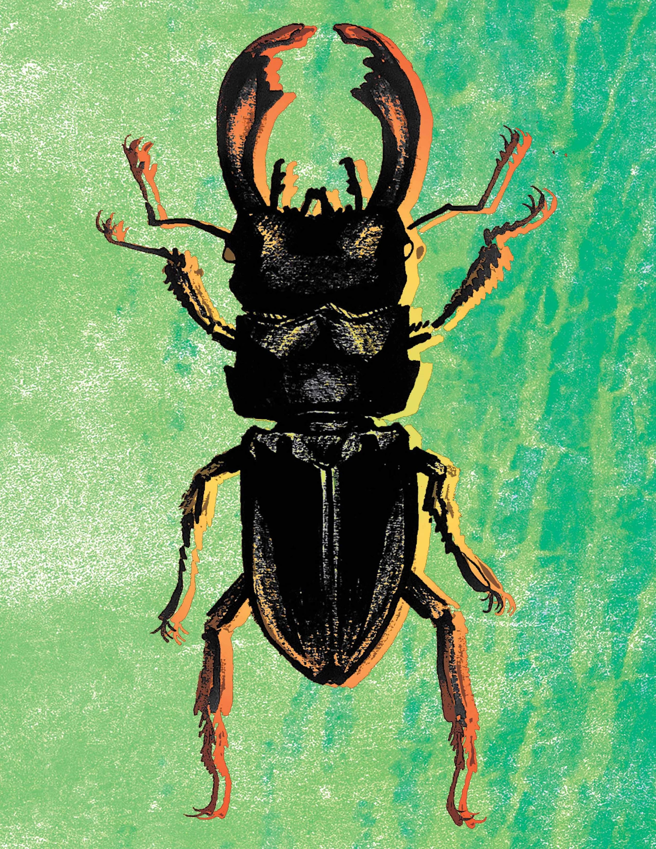 beetle.jpglow.jpg