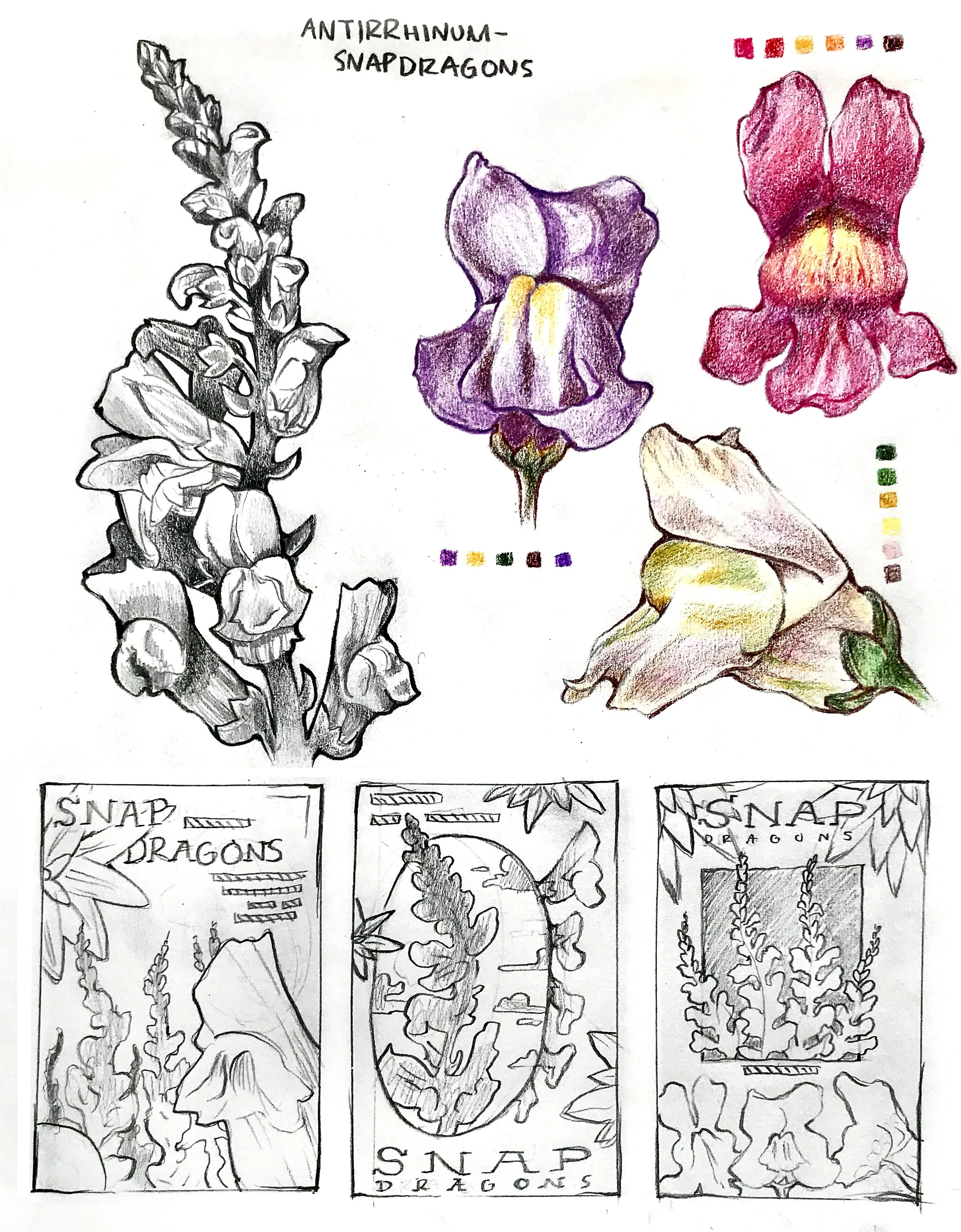 Hillarie_Mattox_Seed_Layout_Color.jpg