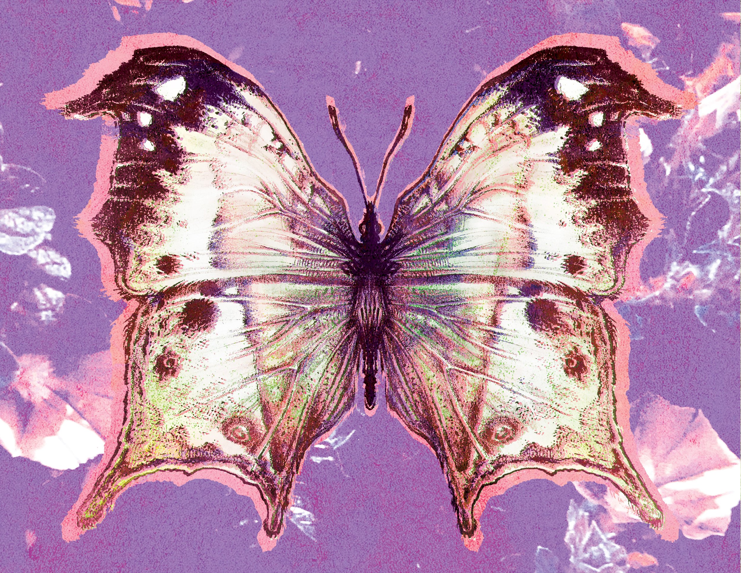 butterfly.jpg