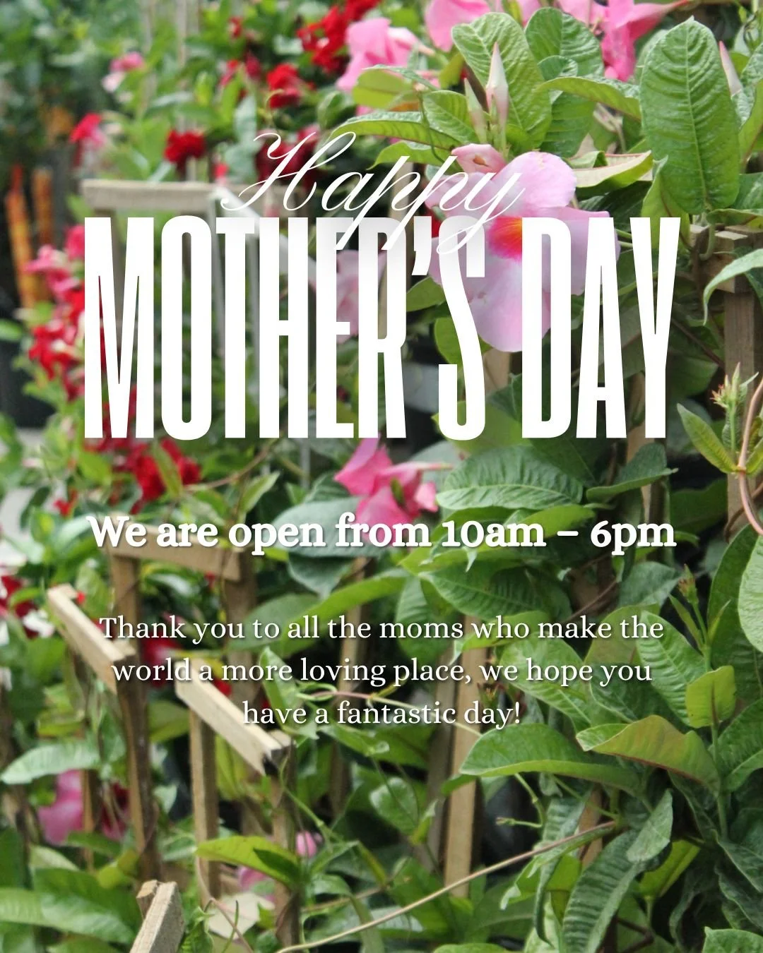 We are open from 10am – 6pm.jpg