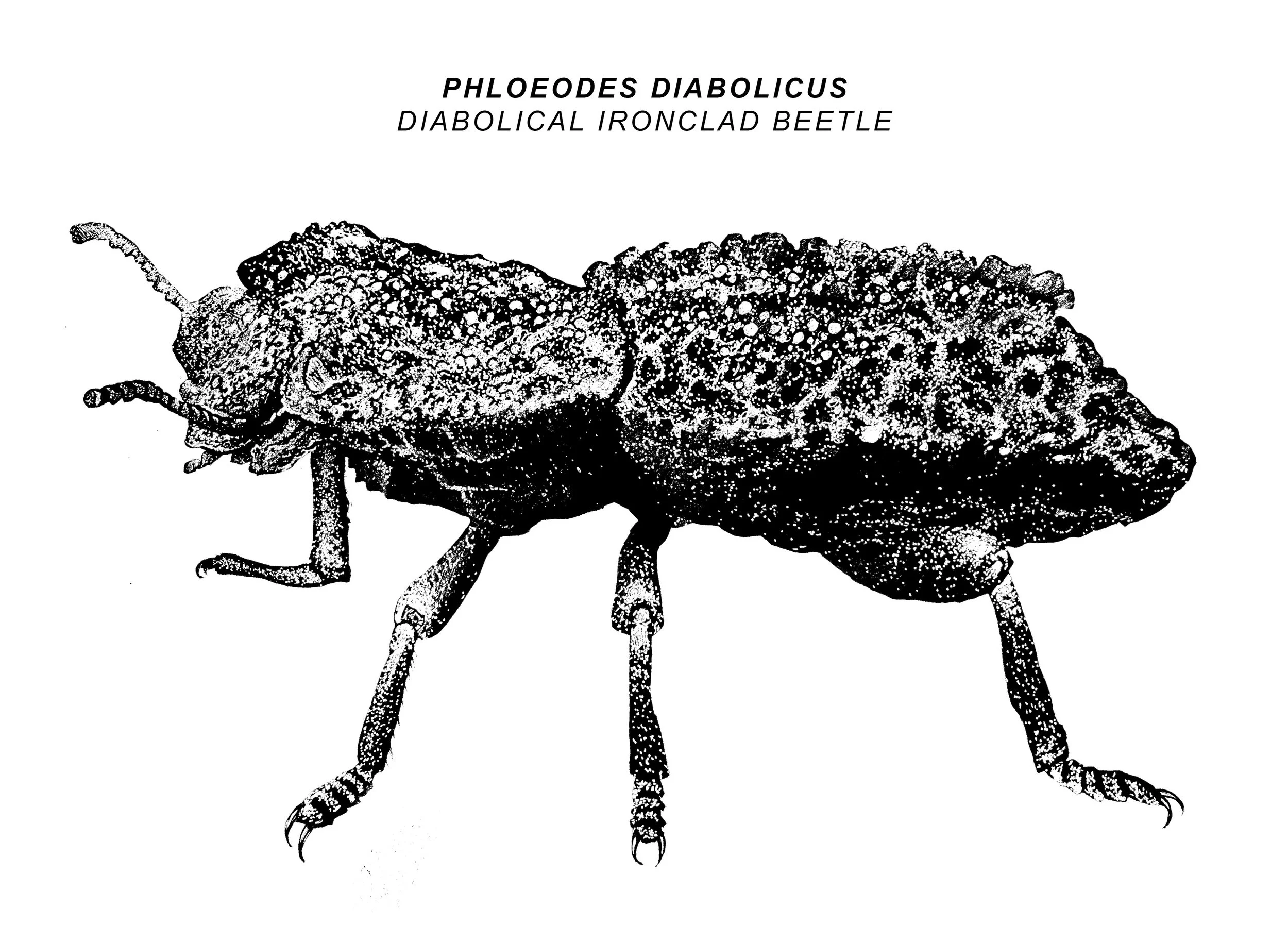 BEETLE.jpg