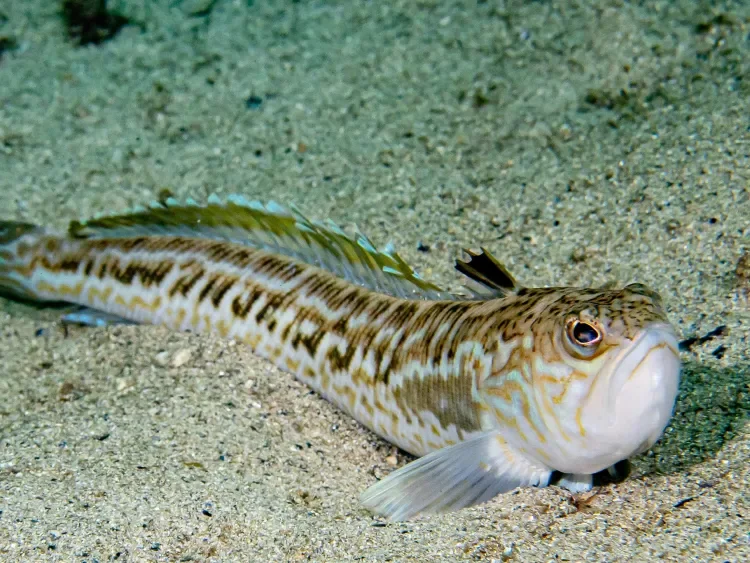 You Don't Want These Greater Weaver Problems! *Fish Warning*