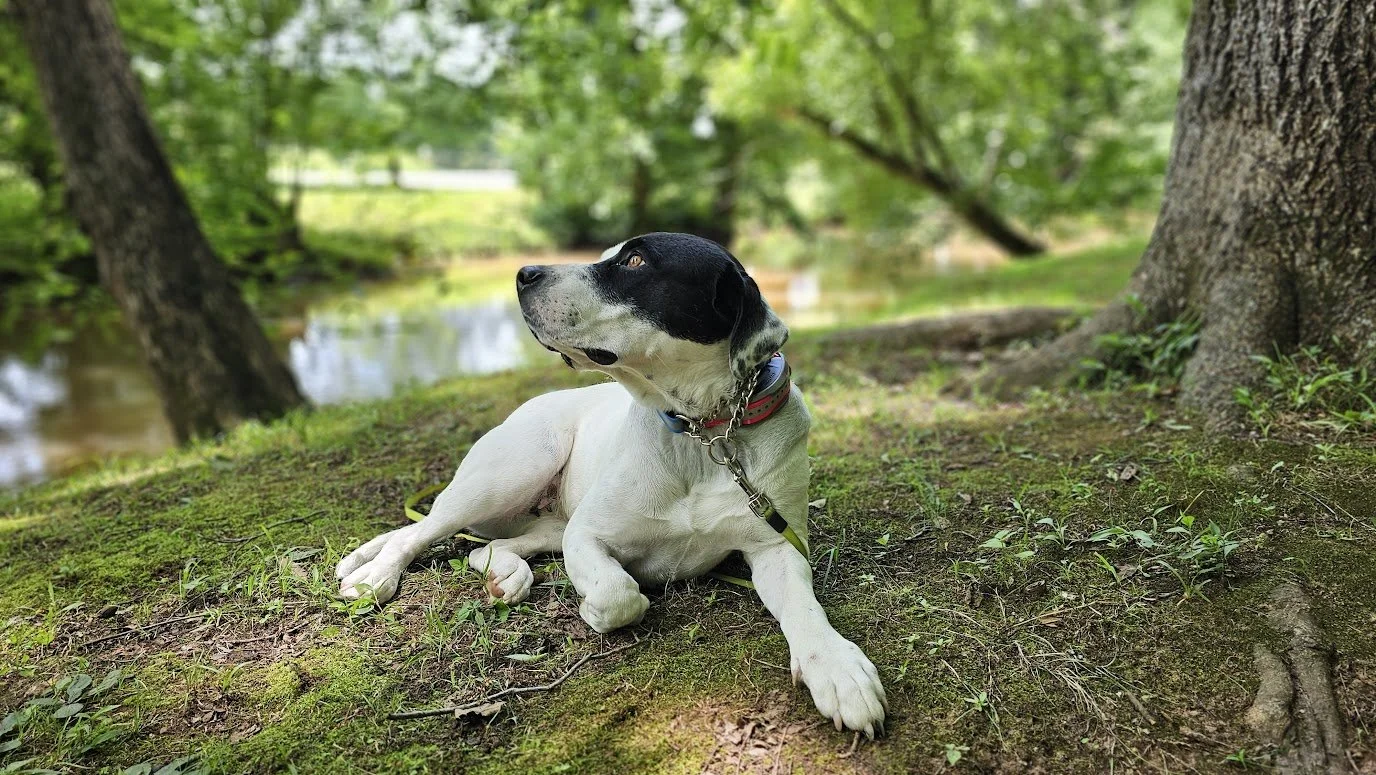 August 9th Pack Walk