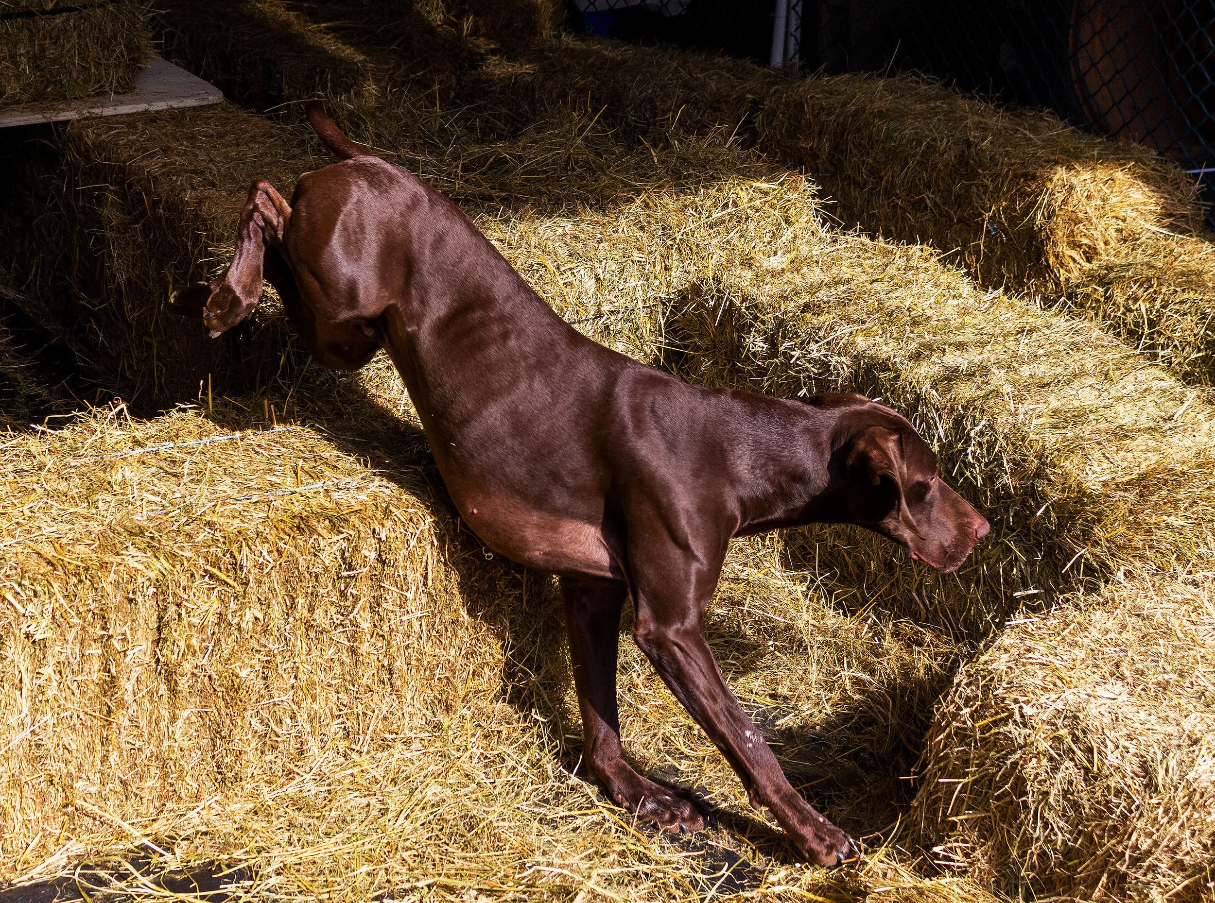 BarnHunt.jpg