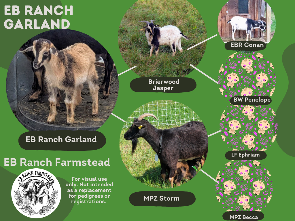 EB Ranch Garland very uncommon cream colored buck. His lineage comes from EB Ranch Farmstead. There is sadly no other known existing cream SCI Goats left except ones that came from EB Ranch's original buck named Maximus. though there are cream and se