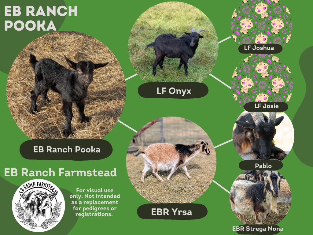 EB Ranch Pooka
DOB: 4/1/26
Female: Self-black
Dam: EB Ranch Yrsa
Sire: LF Onyx