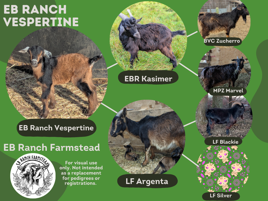 EB Ranch Vespertine
DOB: 4/6/26
Female: Reddish tan and black with frosted tail tip, nose, and ears. 
Part of the Tepper Line Preservation Project.
Dam: LF Argenta
Sire: EB Ranch Kasimer