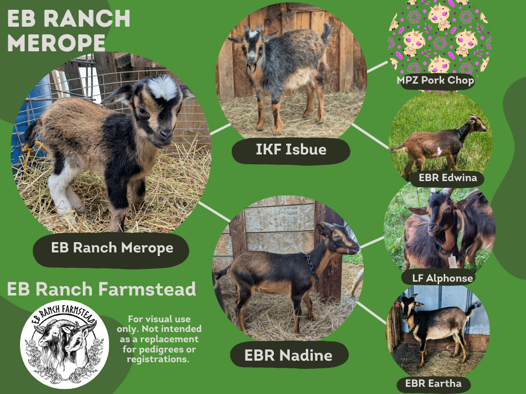 EB Ranch Merope
DOB: 4/13/26
Female: Tan and black with two white rear legs.
Part of the Tepper Line Preservation Project.
Dam: EB Ranch Nadine
Sire: Iron Kettle Isbue