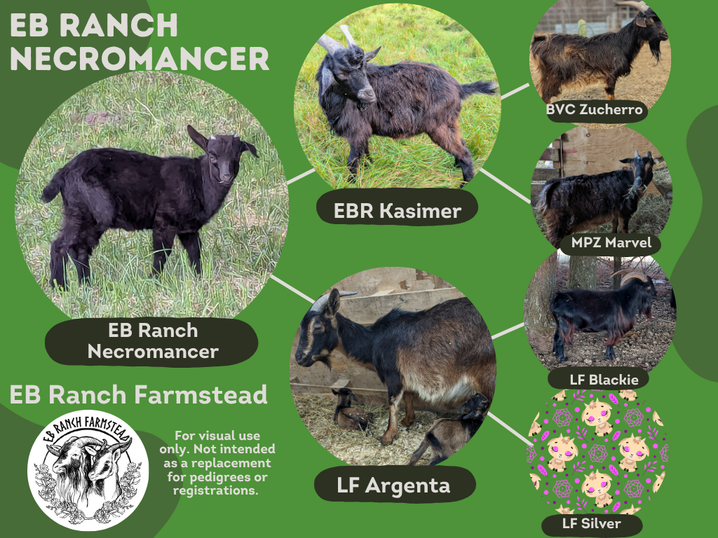 EB Ranch Necromancer
DOB: 4/6/26
Male: Self-black
Part of the Tepper Line Preservation Project.
Dam: LF Argenta
Sire: EB Ranch Kasimer