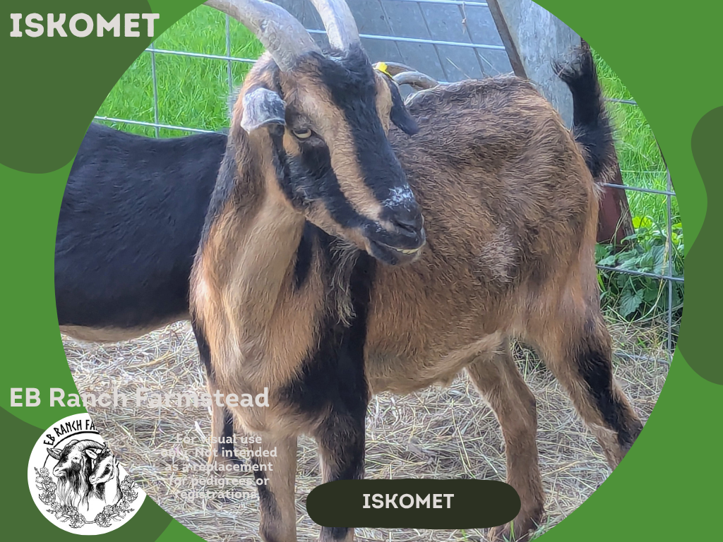 Iskomet is the king of boundaries. He is a wethered buck that came to live out his days from the Miller Park Zoo. He seems well-suited for farm life, and is glad to keep petting to a minimum. But does occasionally ask for a butt scratch.